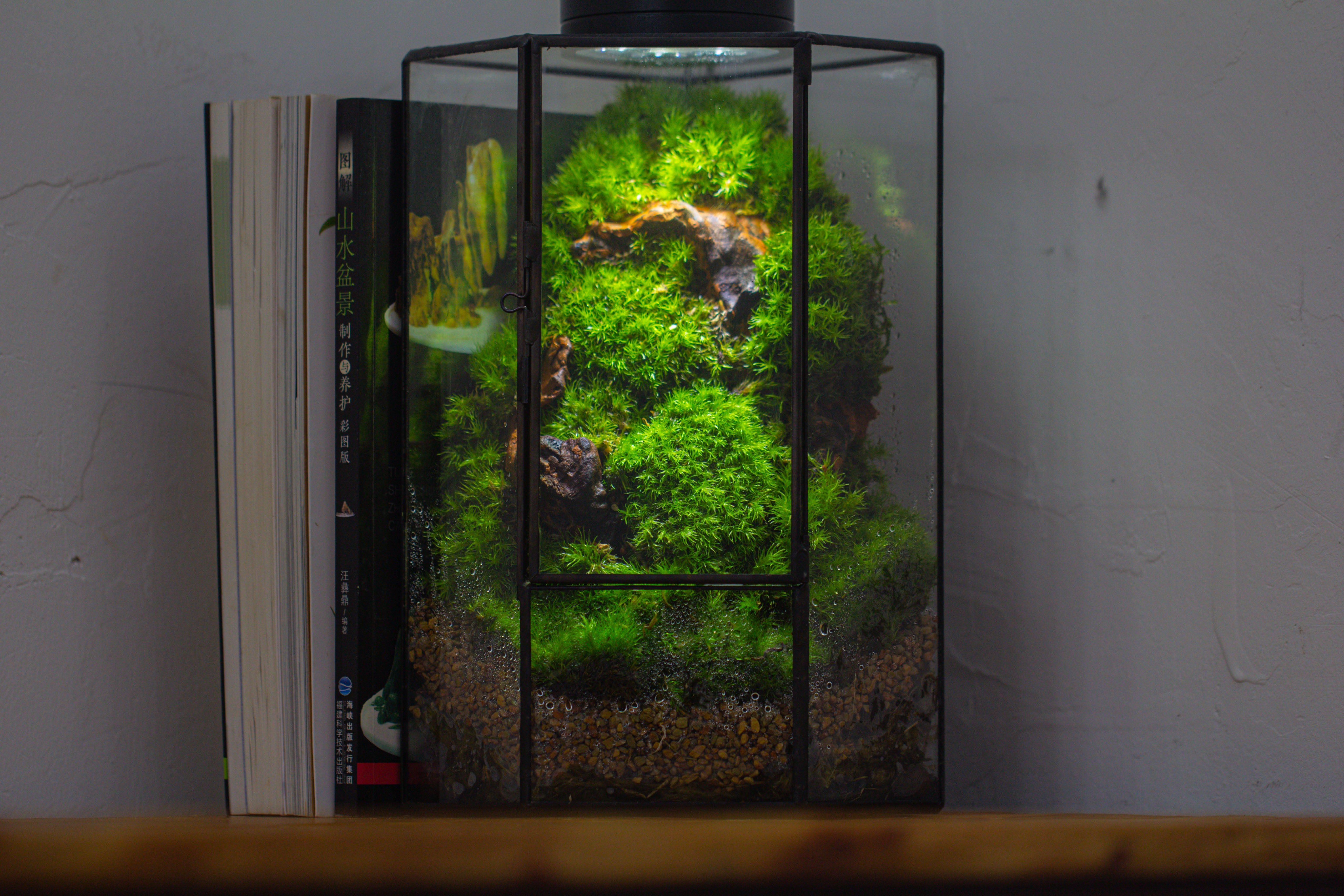 Small Version Handmade Glass Terrarium with Door for Plant, Moss Wall, Closed Geometric Tin Pentagon Planter - NCYPgarden