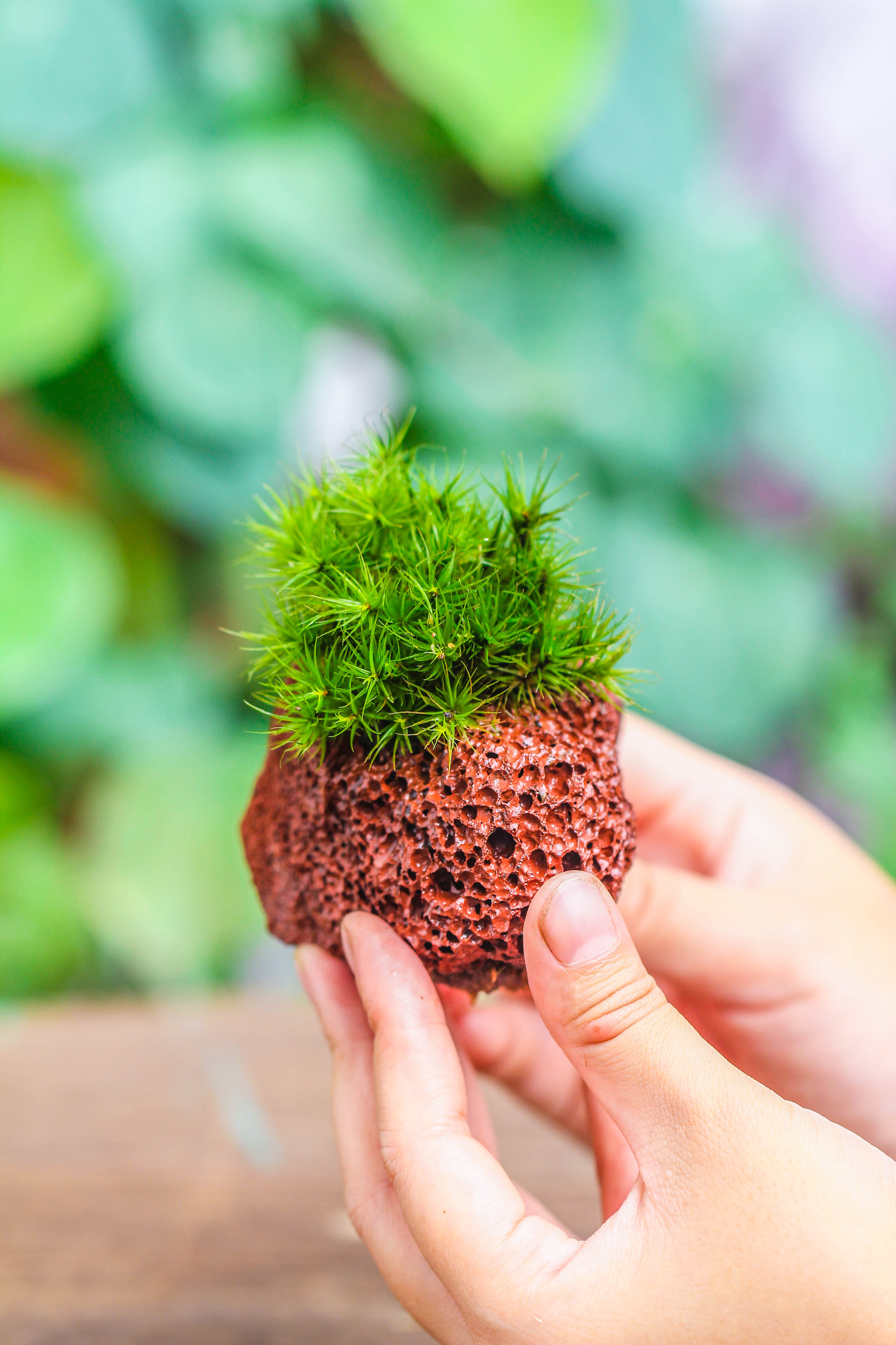 5-8cm Red Horticultural Lava Rock Volcanic Rock for Terrarium, Bonsai Landscape, 500g - NCYPgarden