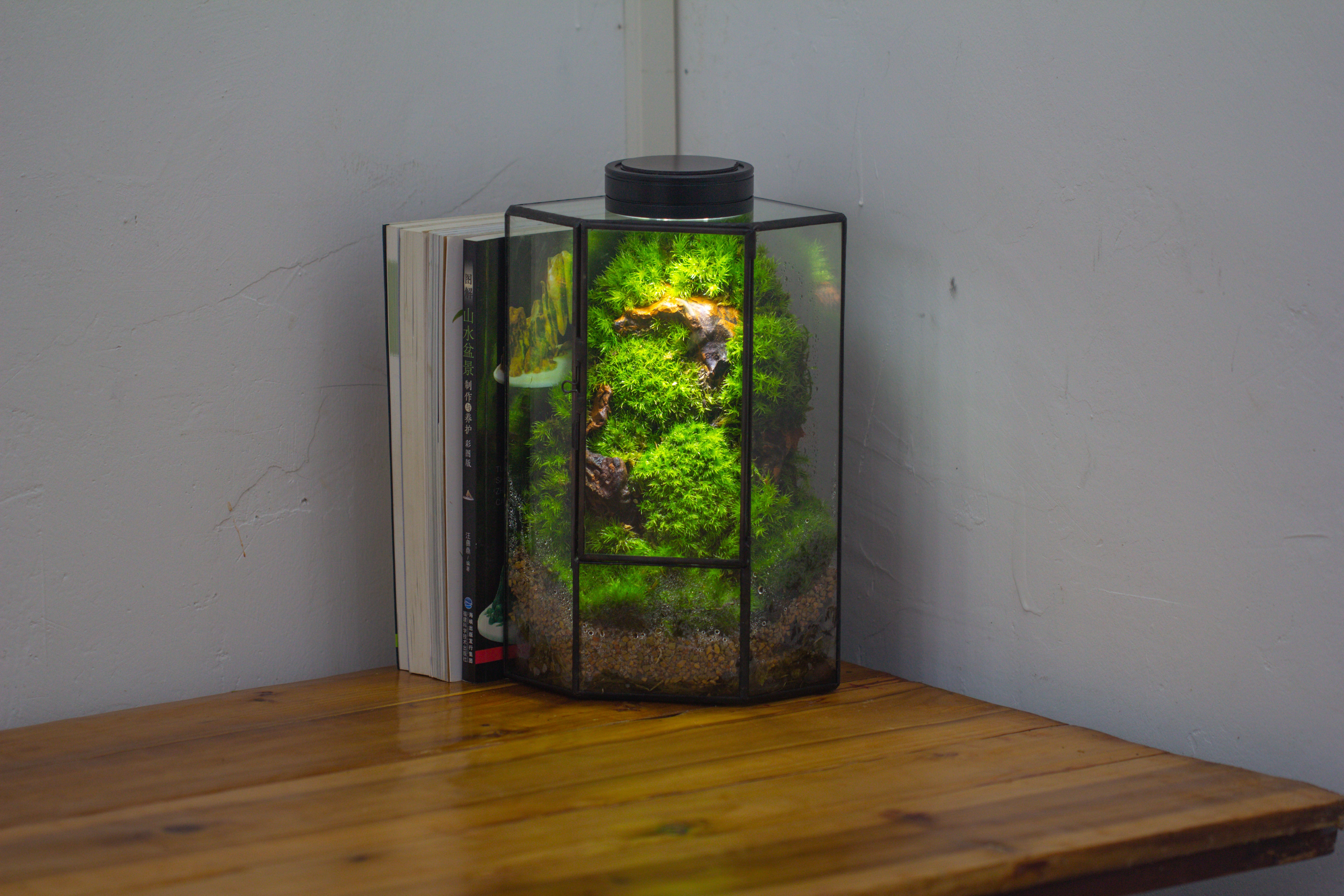 Small Version Handmade Glass Terrarium with Door for Plant, Moss Wall, Closed Geometric Tin Pentagon Planter - NCYPgarden