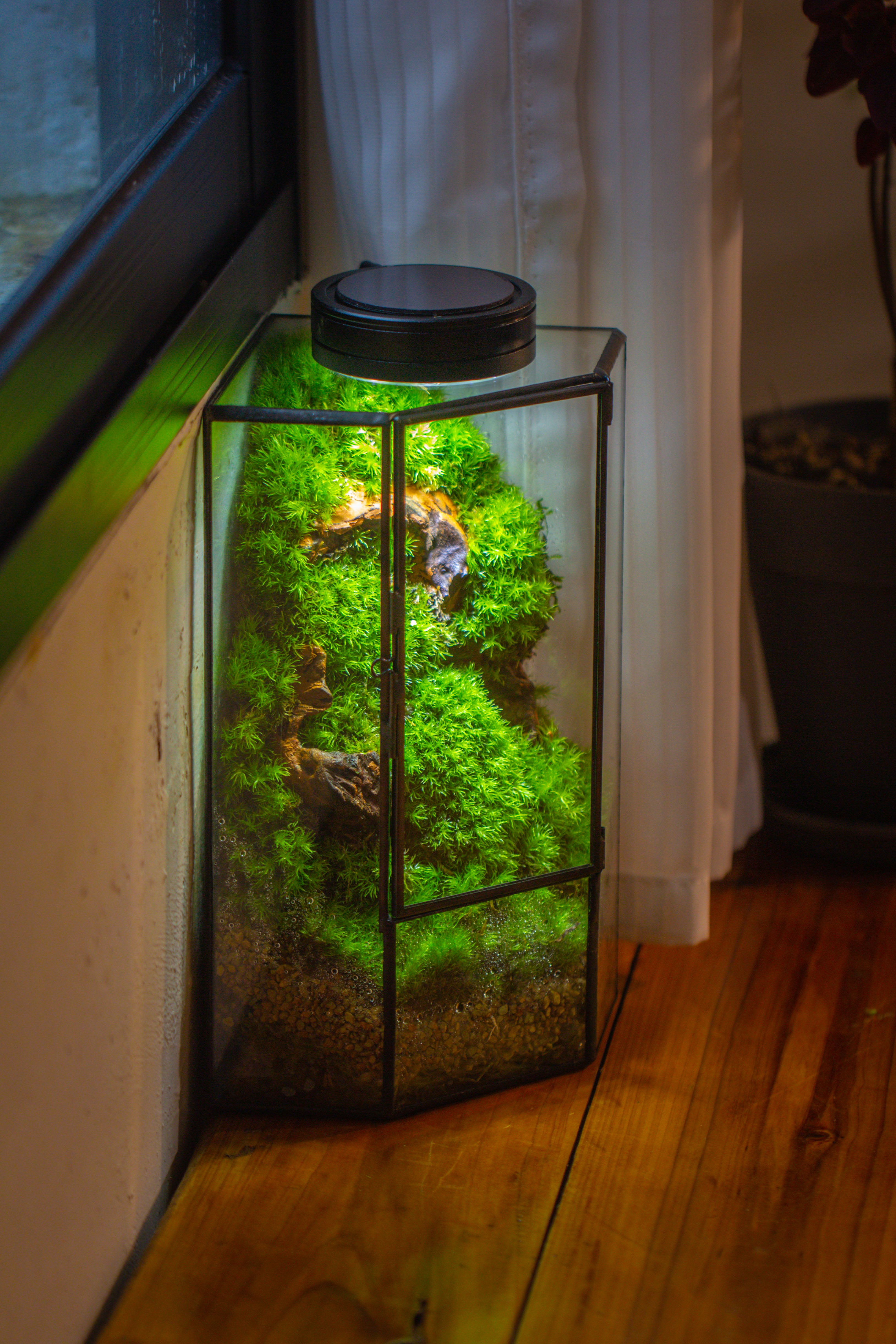 Small Version Handmade Glass Terrarium with Door for Plant, Moss Wall, Closed Geometric Tin Pentagon Planter - NCYPgarden