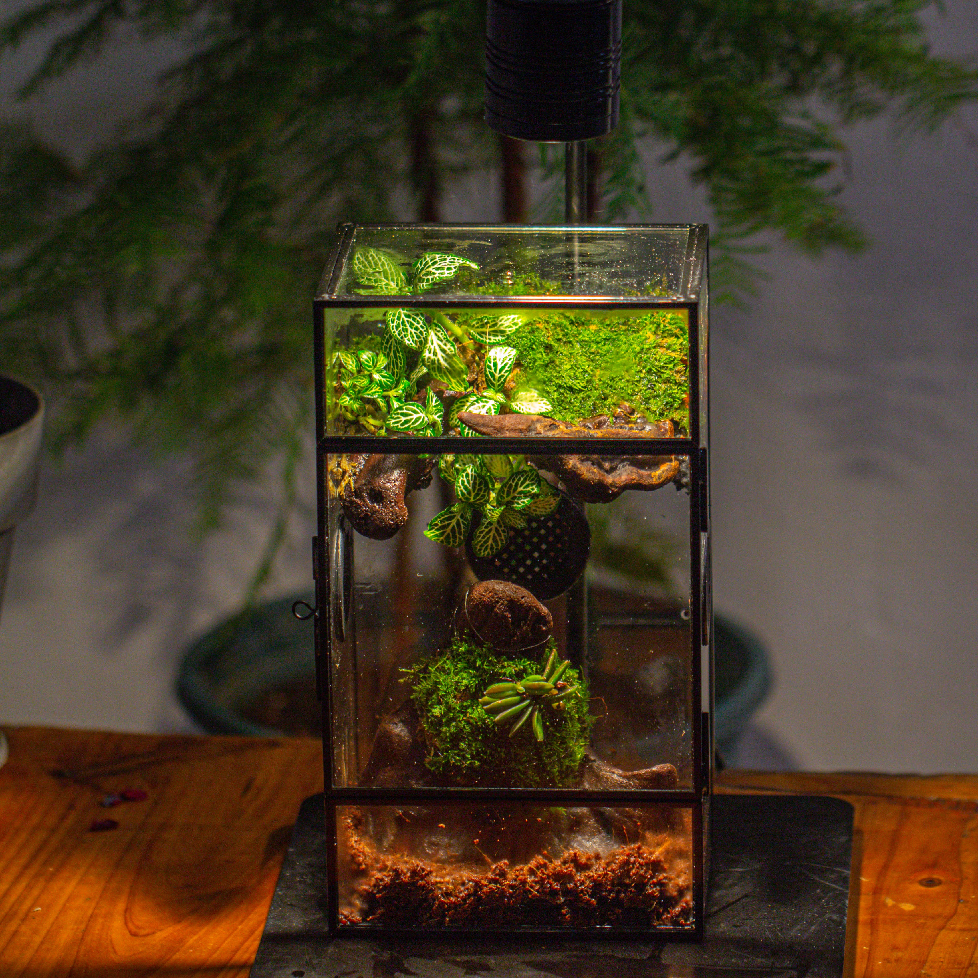 Glass Rectangle Terrarium Enclosure  for Small Insect, Jumping Spider, Snail - NCYPgarden