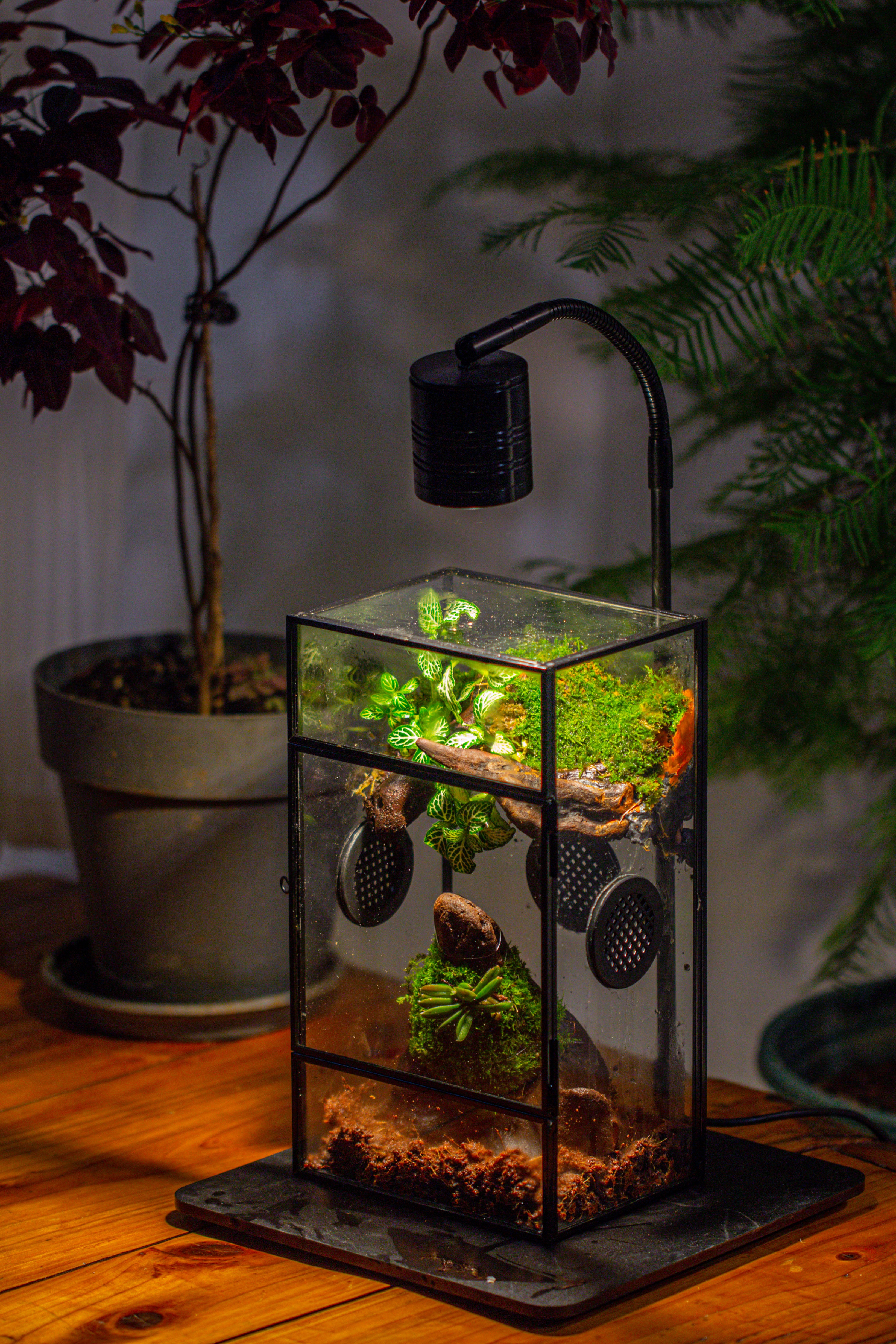 Glass Rectangle Terrarium Enclosure  for Small Insect, Jumping Spider, Snail - NCYPgarden