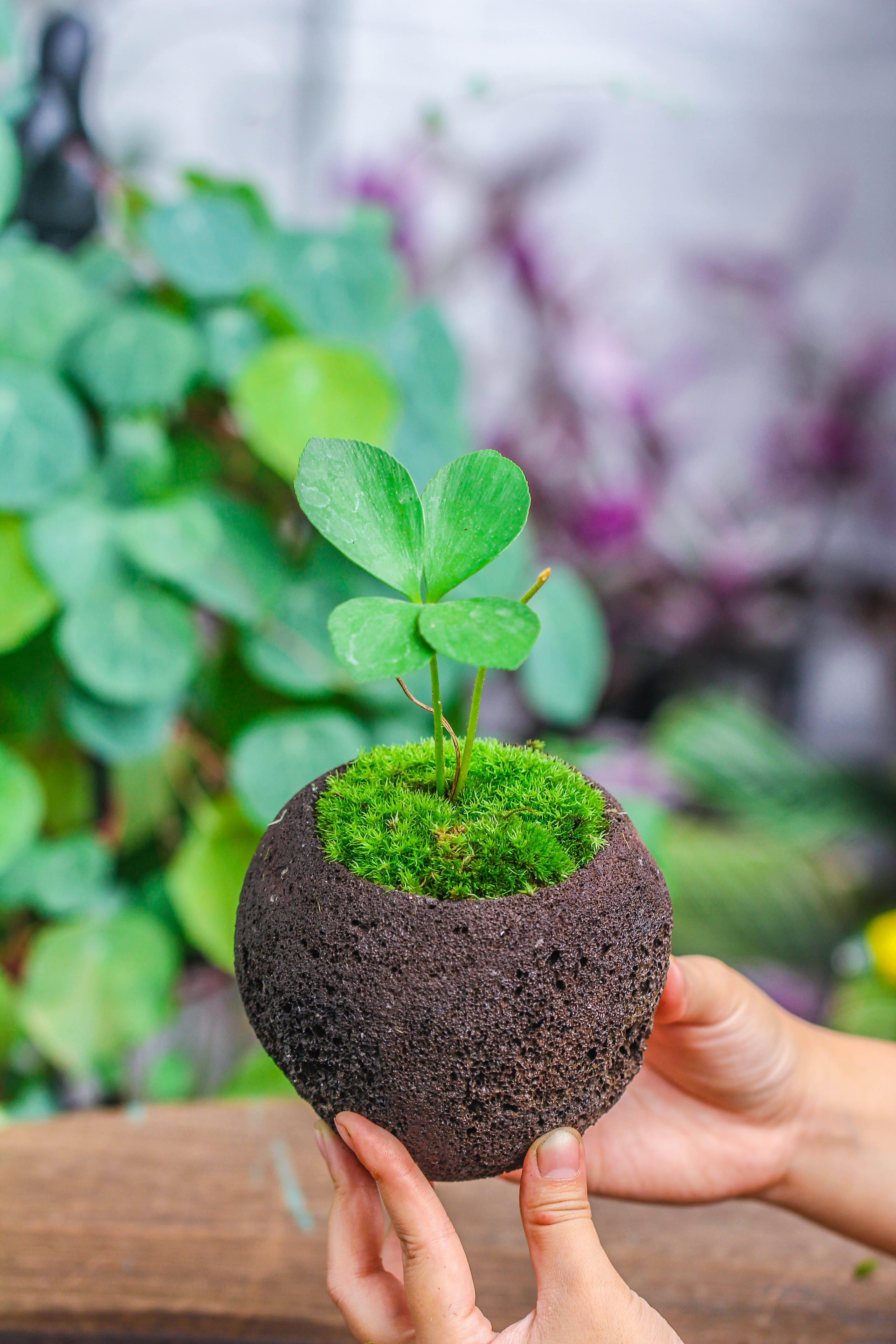 Round Lava Volcanic Rock Planter – NCYPgarden