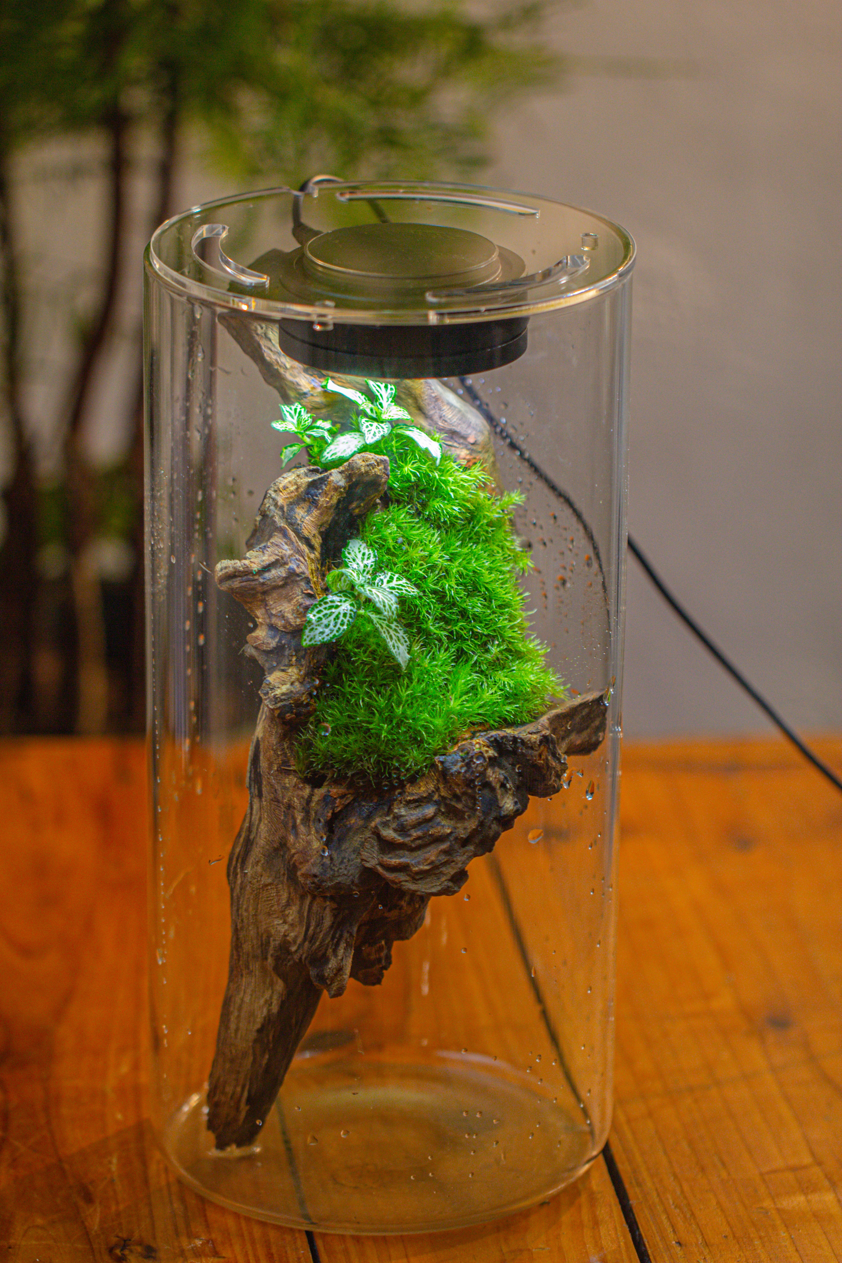 Large Cylinder Terrarium with LED Grow Lamp, Acrylic Lid Set for Bog, Carnivorous plants -15x30cm - NCYPgarden