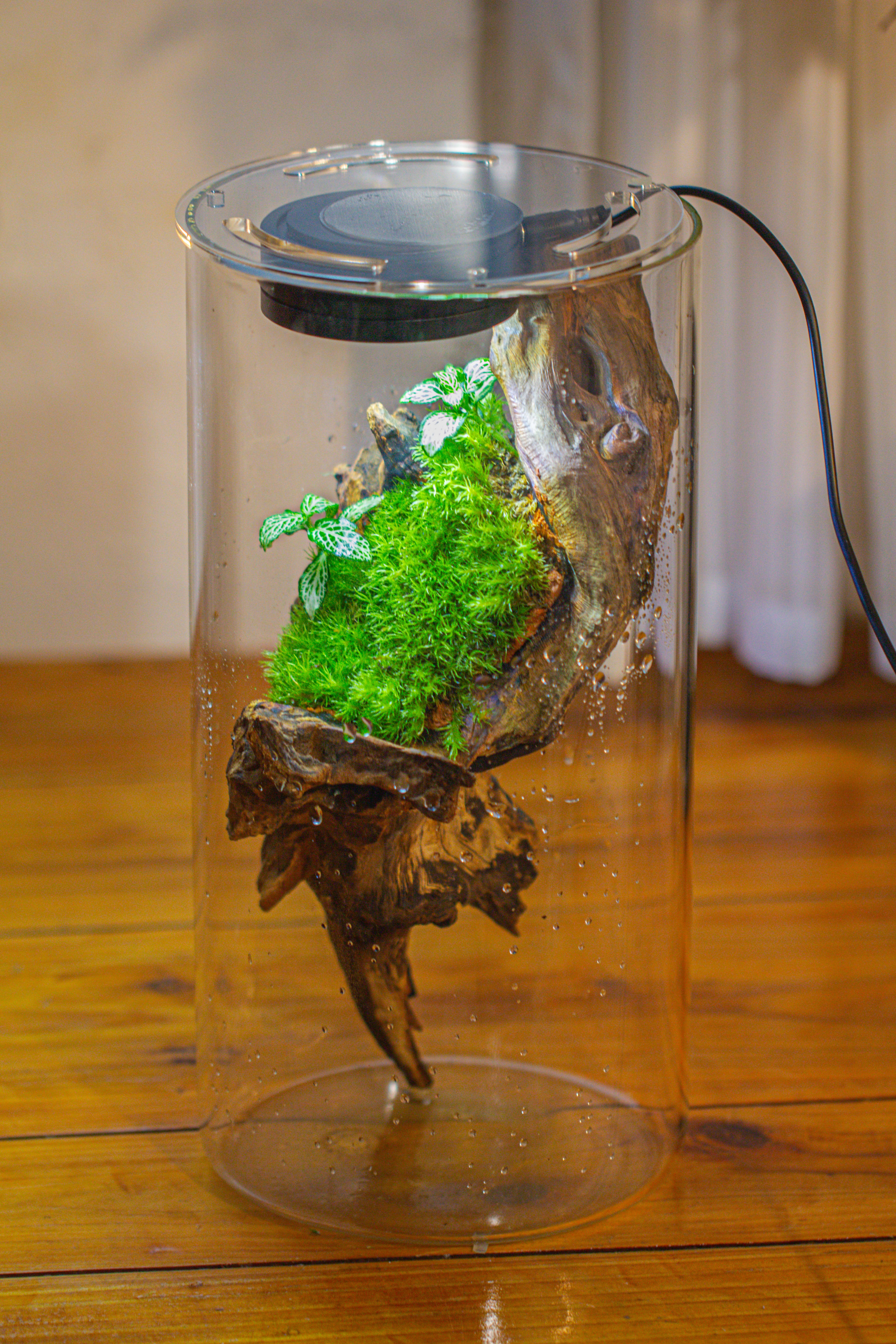 Large Cylinder Terrarium with LED Grow Lamp, Acrylic Lid Set for Bog, Carnivorous plants -15x30cm - NCYPgarden