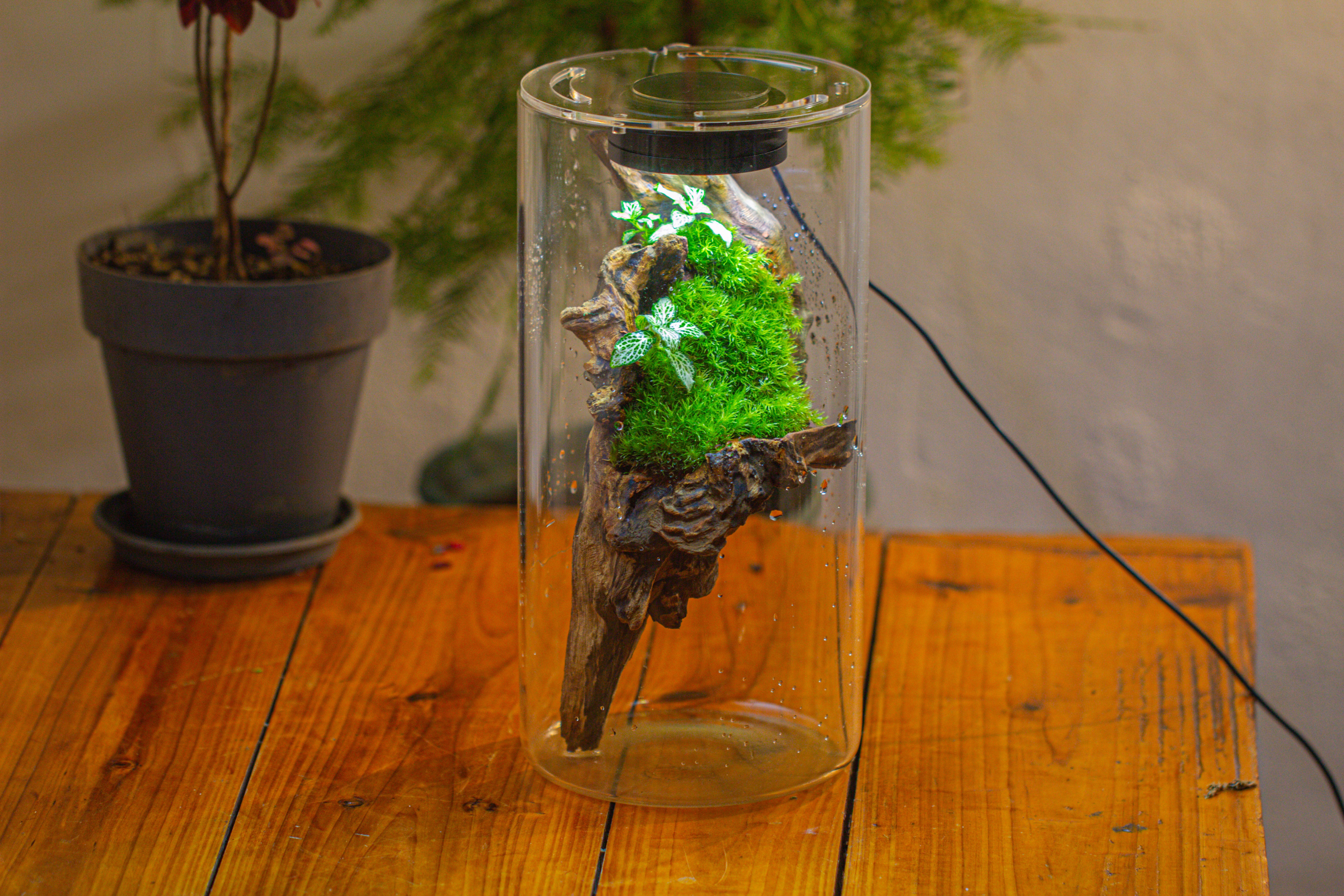 Large Cylinder Terrarium with LED Grow Lamp, Acrylic Lid Set for Bog, Carnivorous plants -15x30cm - NCYPgarden