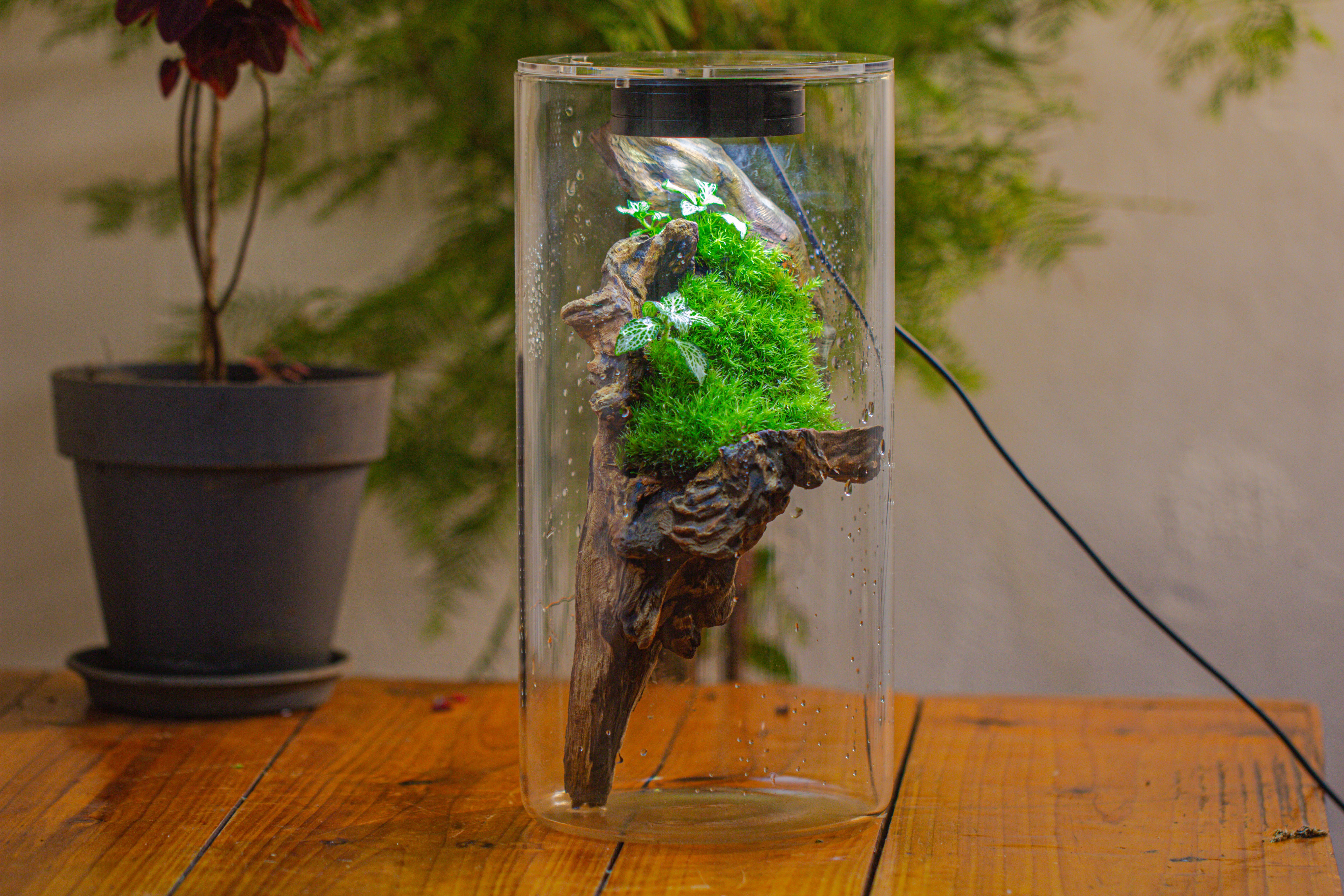 Large Cylinder Terrarium with LED Grow Lamp, Acrylic Lid Set for Bog, Carnivorous plants -15x30cm - NCYPgarden