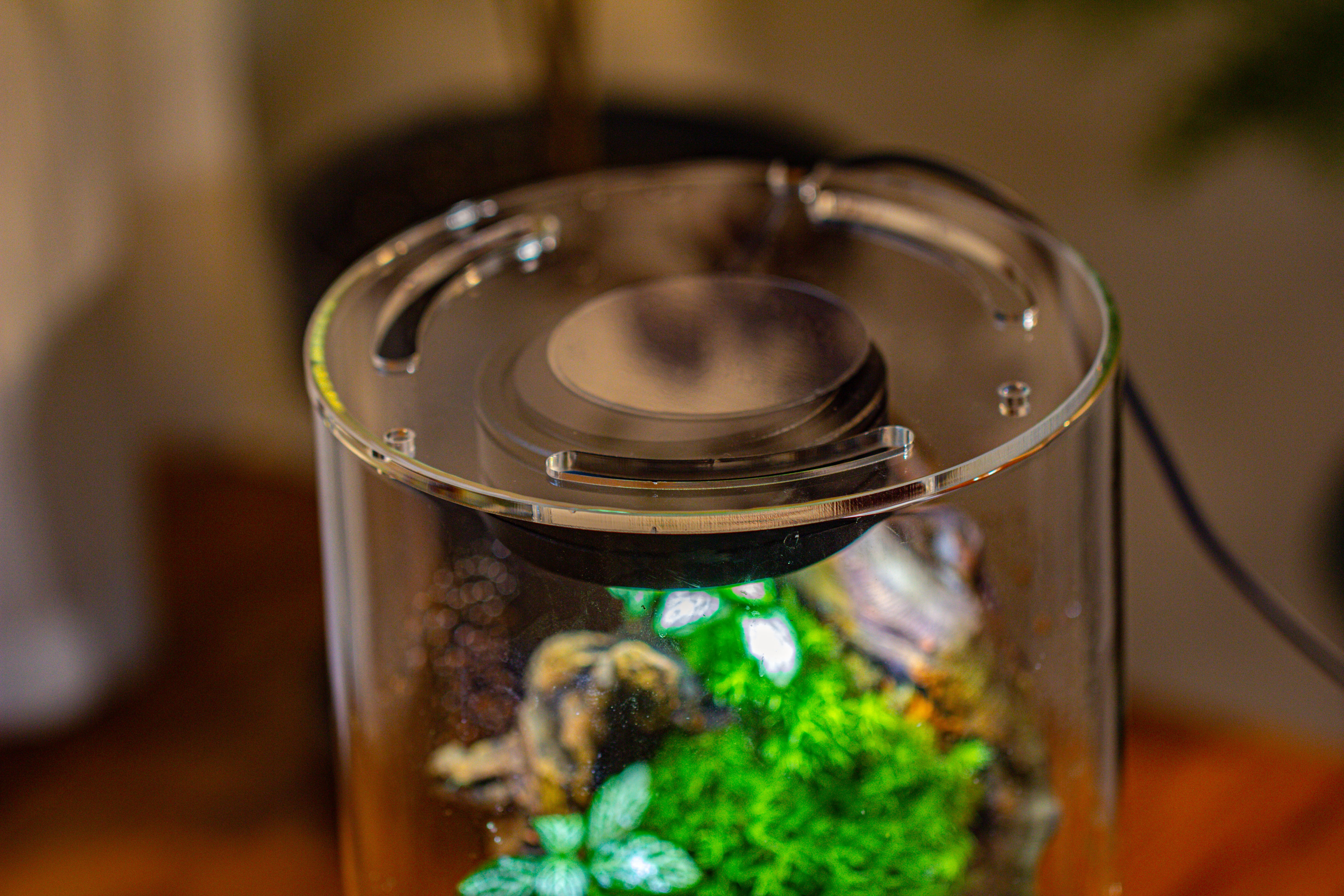 Large Cylinder Terrarium with LED Grow Lamp, Acrylic Lid Set for Bog, Carnivorous plants -15x30cm - NCYPgarden