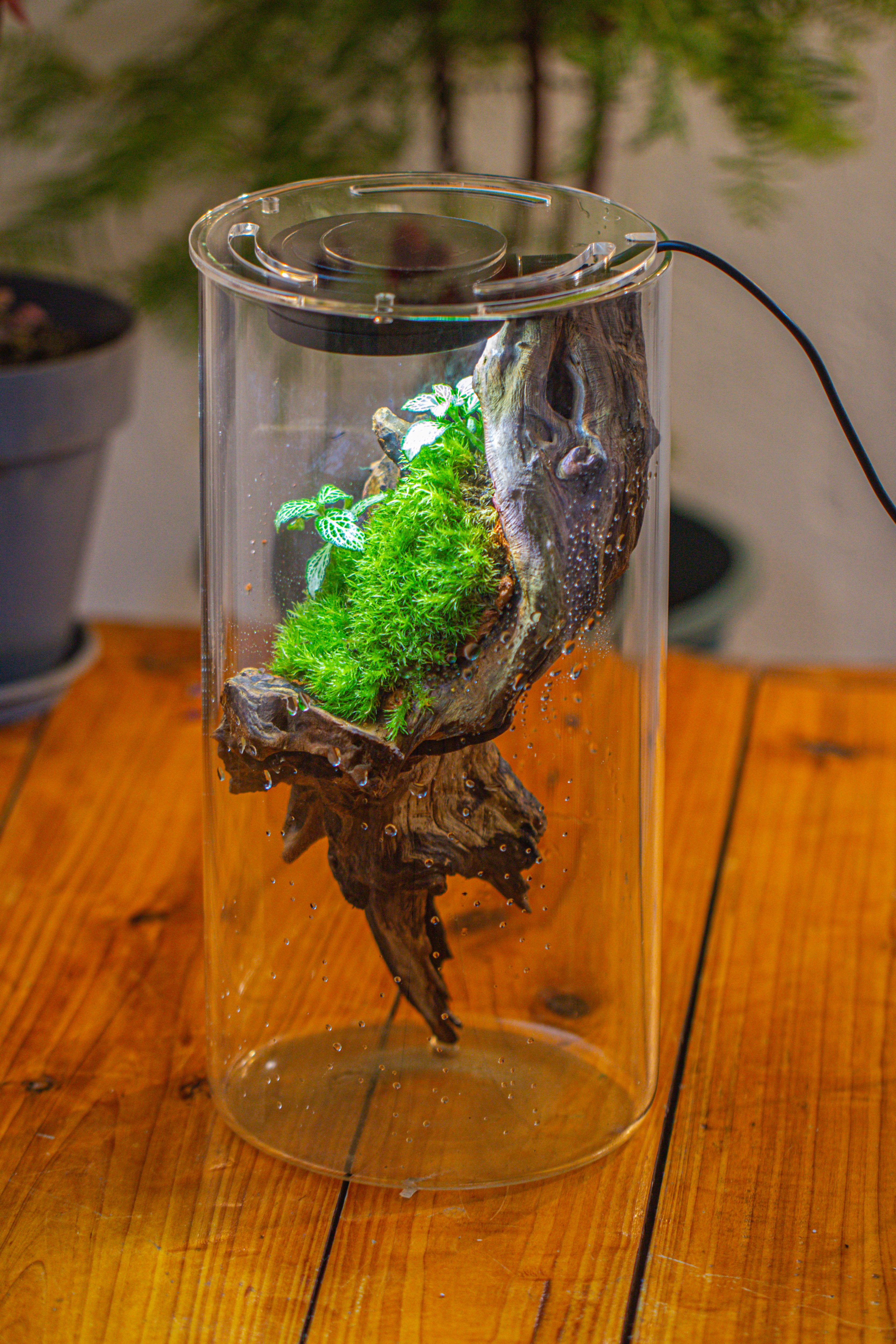 Large Cylinder Terrarium with LED Grow Lamp, Acrylic Lid Set for Bog, Carnivorous plants -15x30cm - NCYPgarden