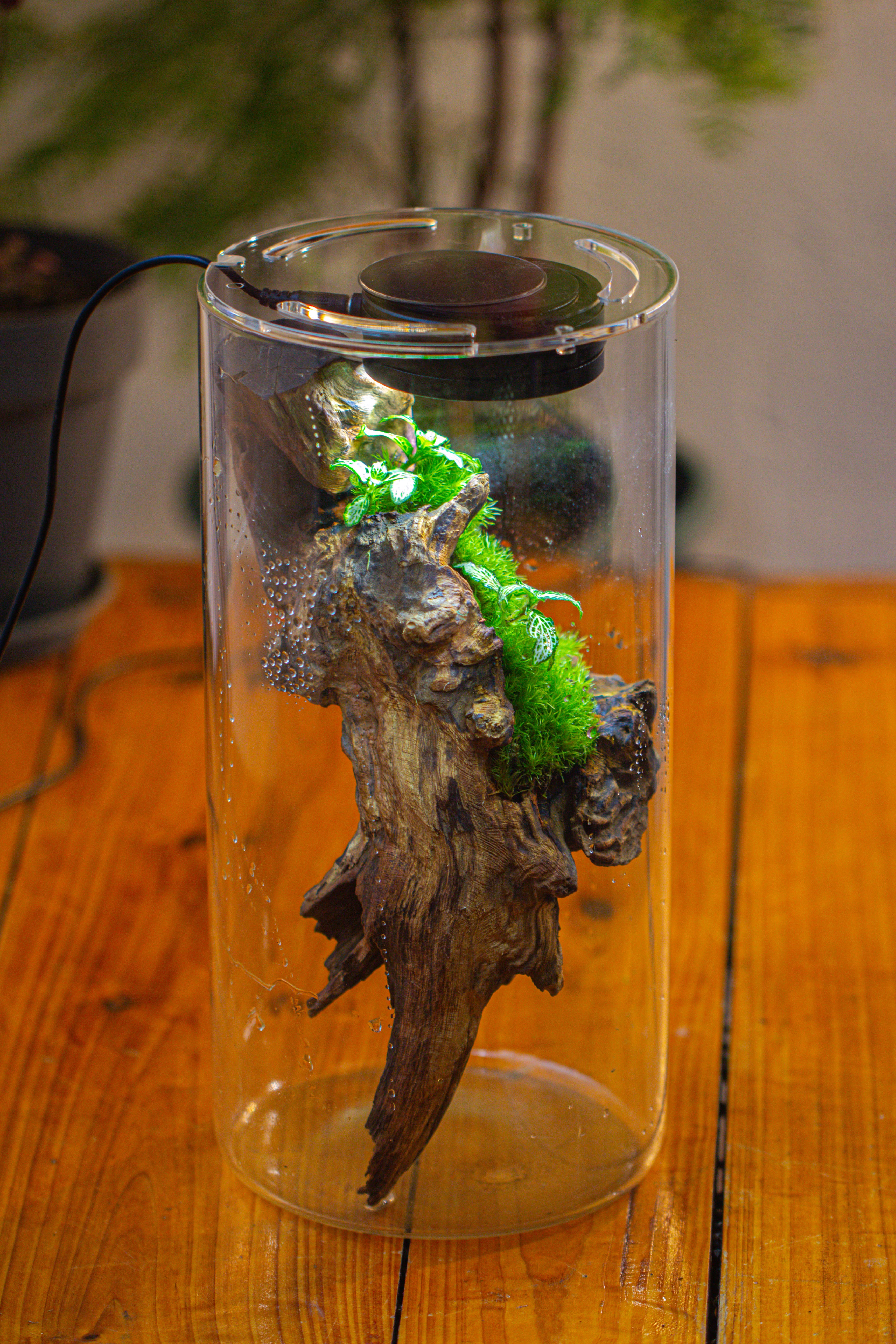 Large Cylinder Terrarium with LED Grow Lamp, Acrylic Lid Set for Bog, Carnivorous plants -15x30cm - NCYPgarden