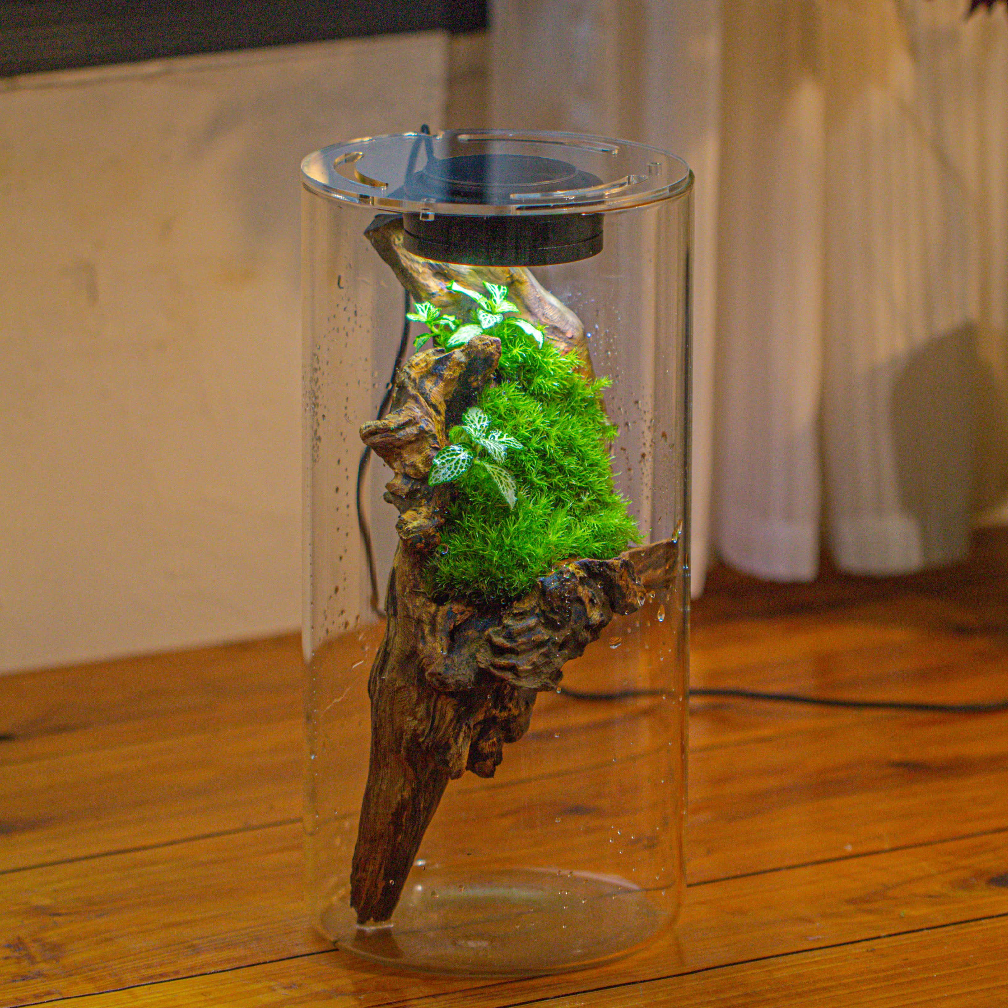 Large Cylinder Terrarium with LED Grow Lamp, Acrylic Lid Set for Bog, Carnivorous plants -15x30cm - NCYPgarden