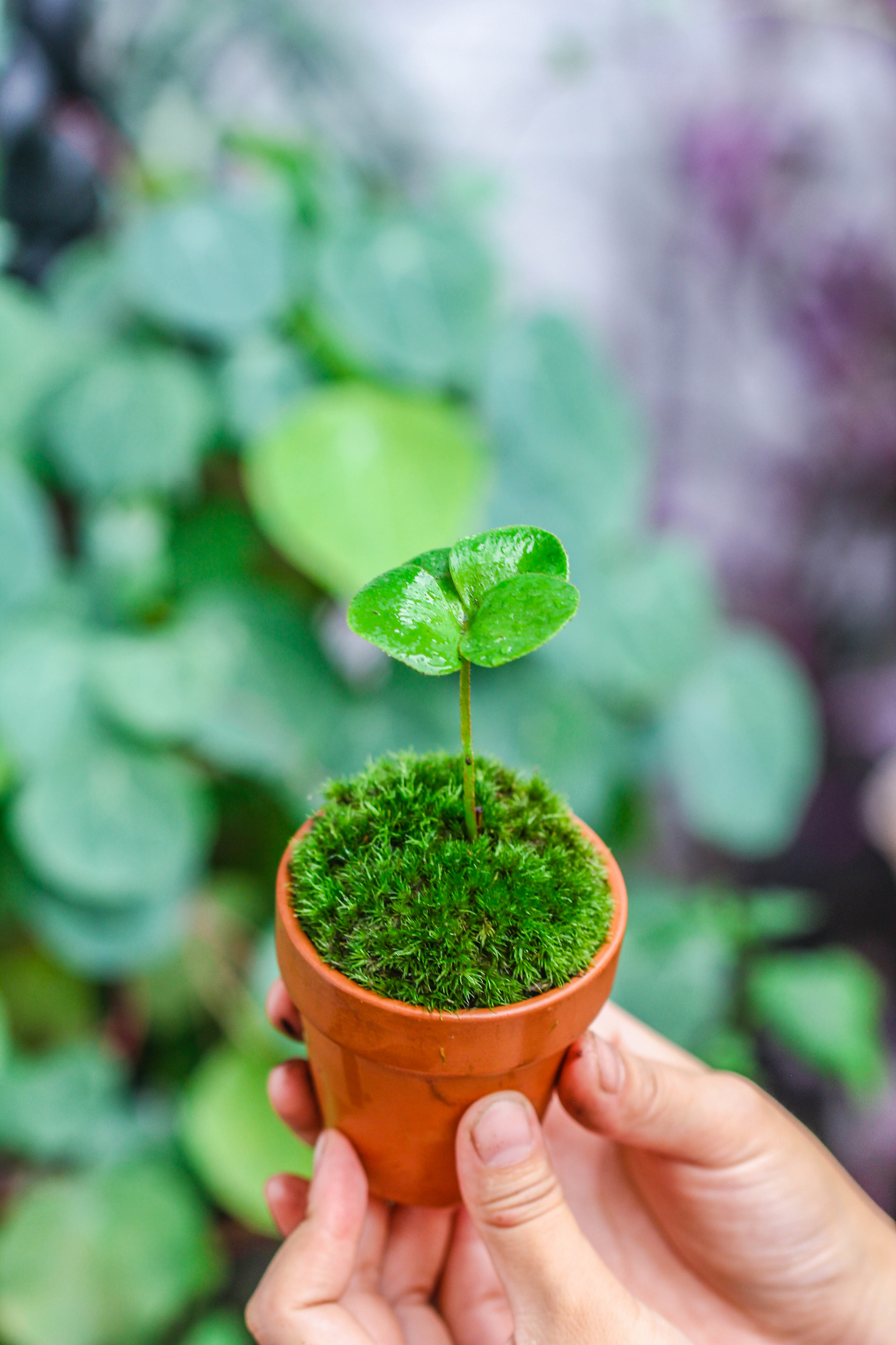 20 units Mini Red Terracotta Pot for Succulents & Moss – 4cm Height, 4.8cm Diameter - NCYPgarden