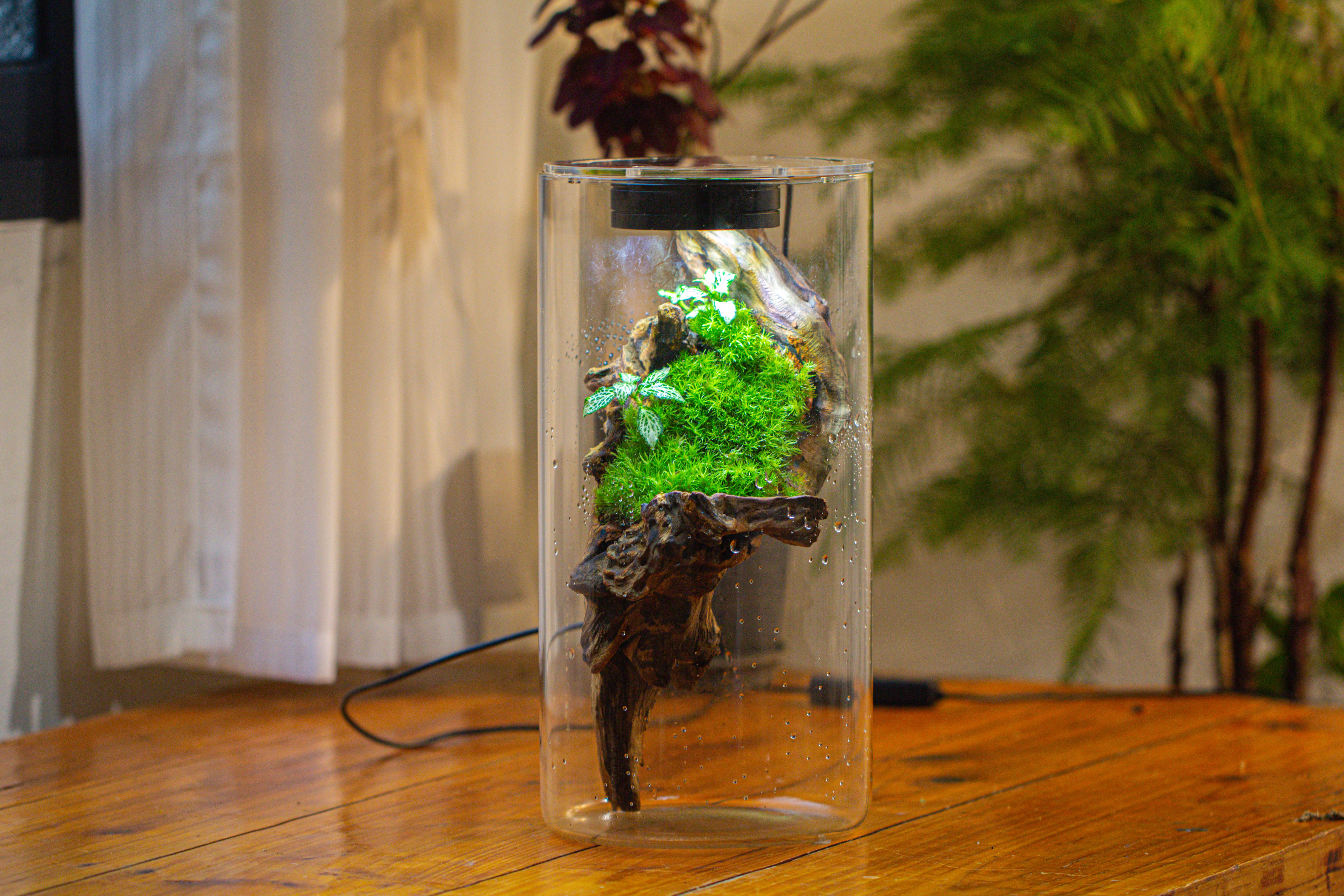 Large Cylinder Terrarium with LED Grow Lamp, Acrylic Lid Set for Bog, Carnivorous plants -15x30cm - NCYPgarden
