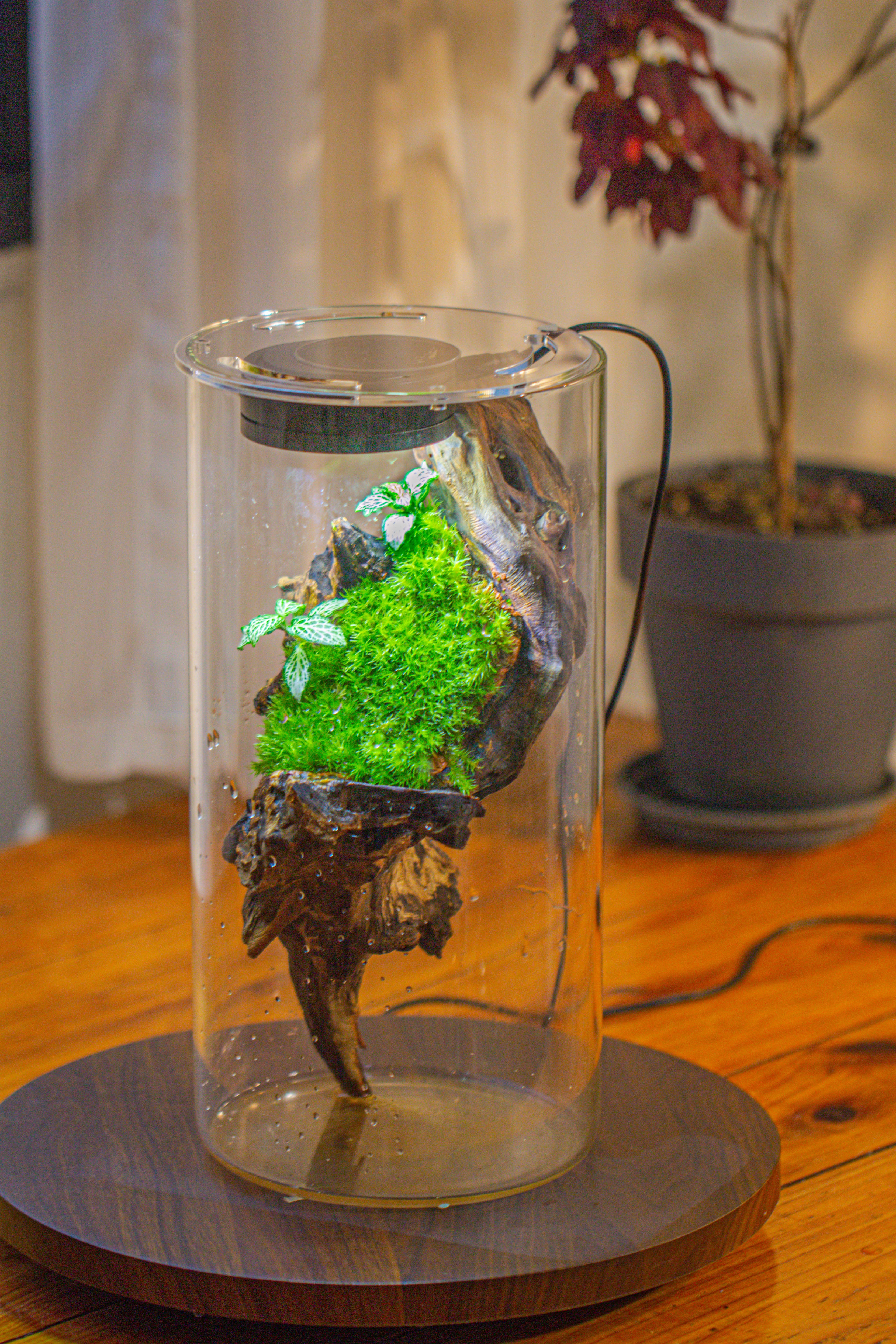 Large Cylinder Terrarium with LED Grow Lamp, Acrylic Lid Set for Bog, Carnivorous plants -15x30cm - NCYPgarden