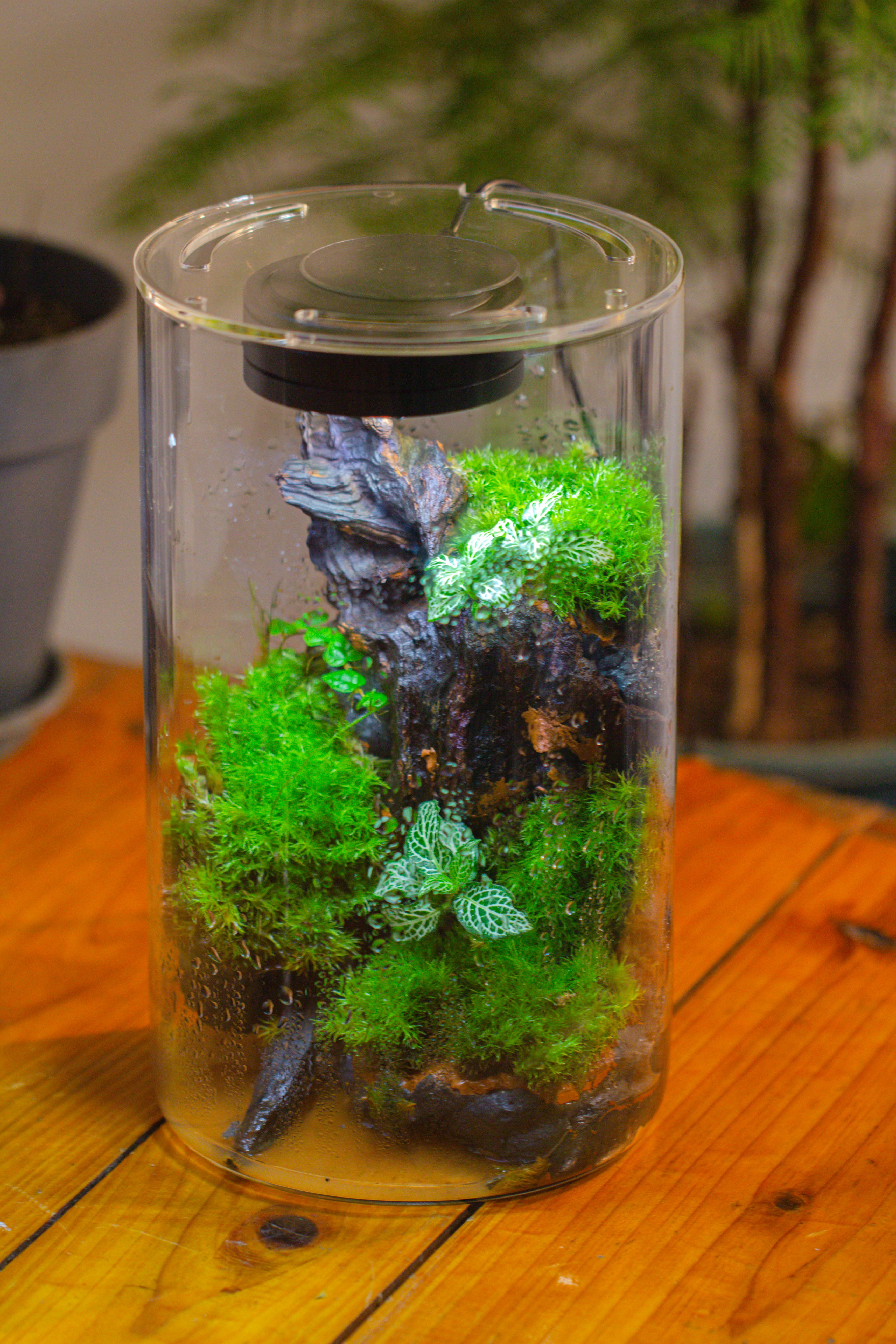 Medium Cylinder Terrarium with LED Grow Lamp, Acrylic Lid Set for Bog, Carnivorous plants -15x25cm - NCYPgarden