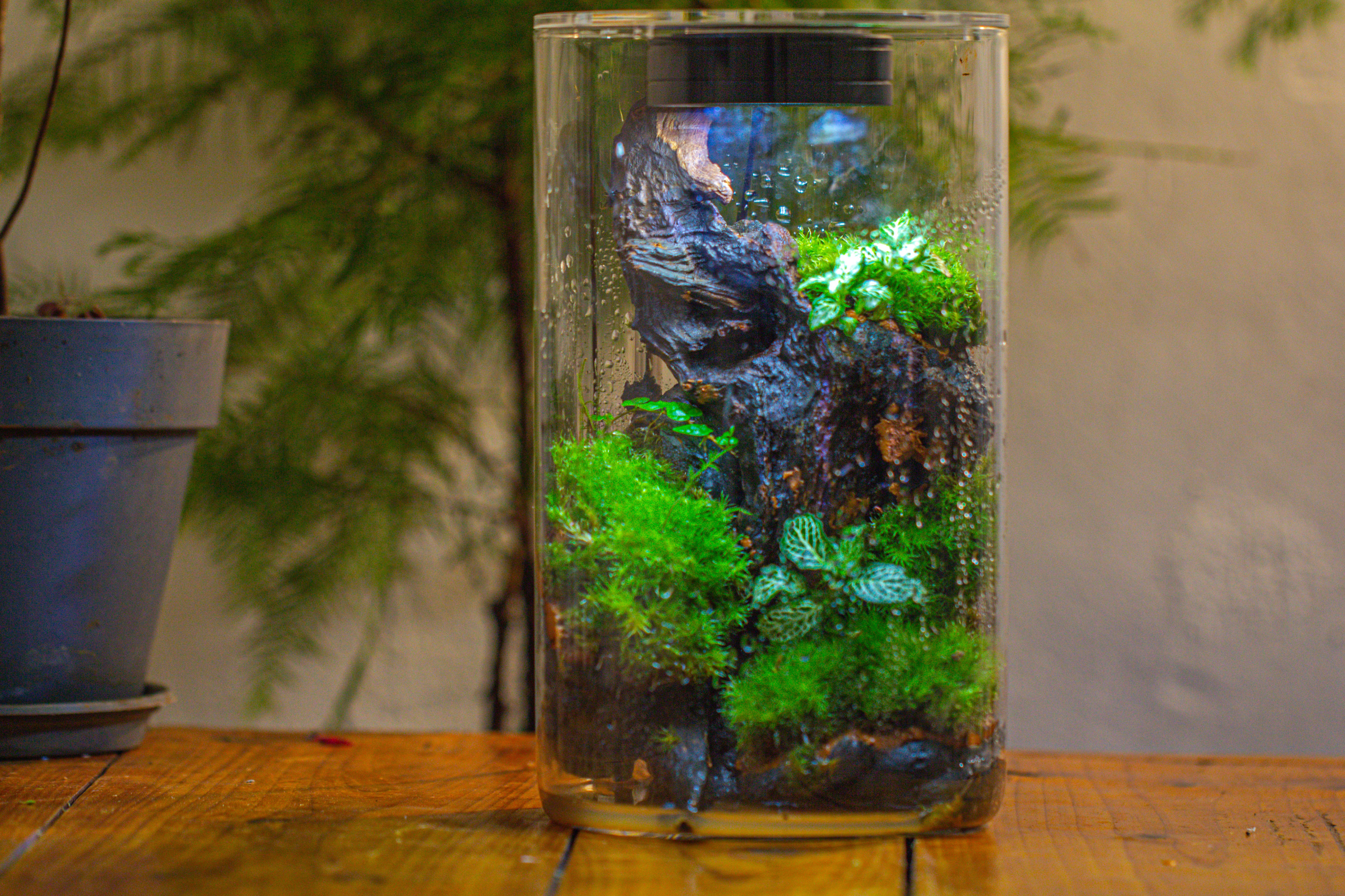Medium Cylinder Terrarium with LED Grow Lamp, Acrylic Lid Set for Bog, Carnivorous plants -15x25cm - NCYPgarden