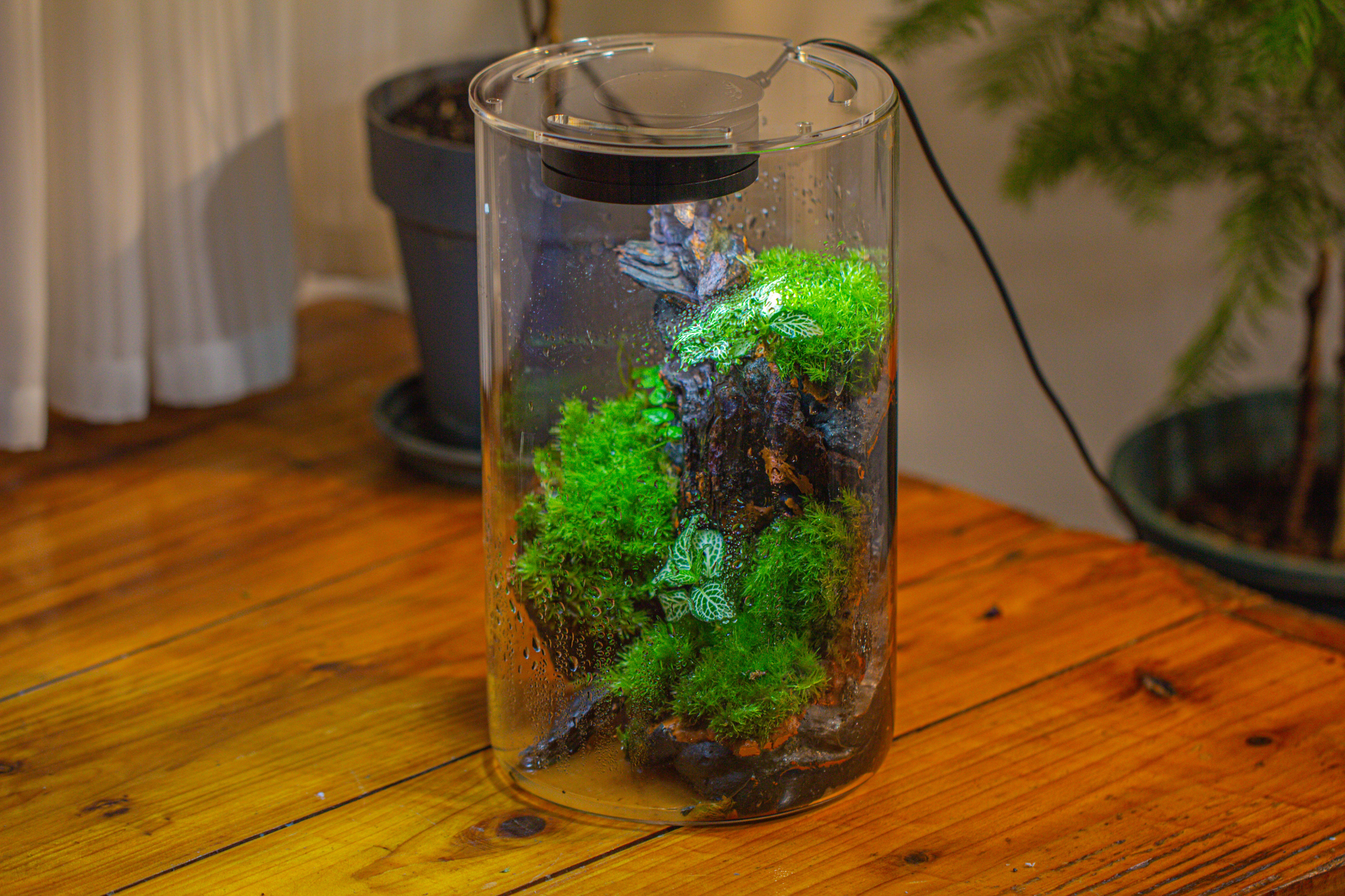 Medium Cylinder Terrarium with LED Grow Lamp, Acrylic Lid Set for Bog, Carnivorous plants -15x25cm - NCYPgarden