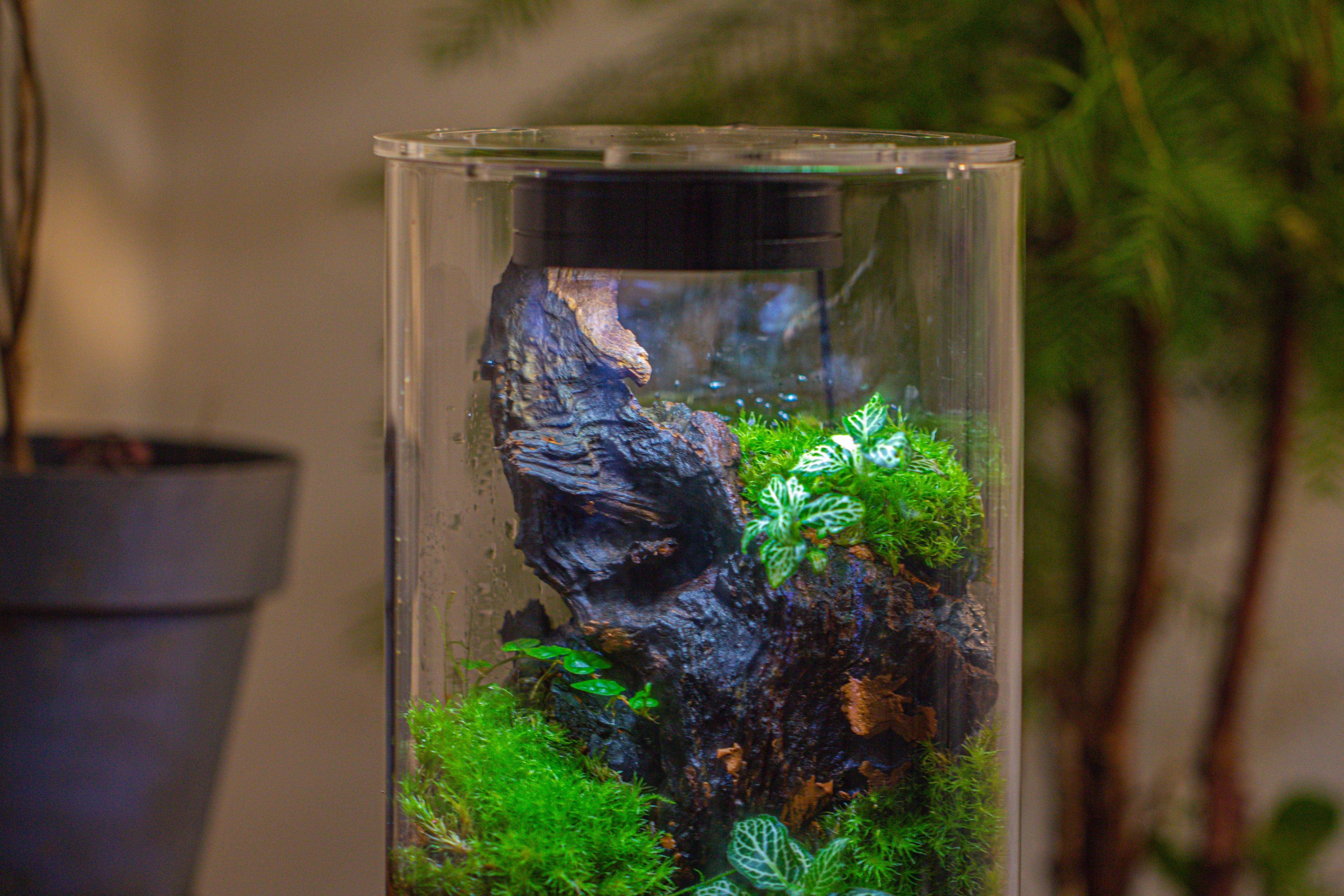 Medium Cylinder Terrarium with LED Grow Lamp, Acrylic Lid Set for Bog, Carnivorous plants -15x25cm - NCYPgarden