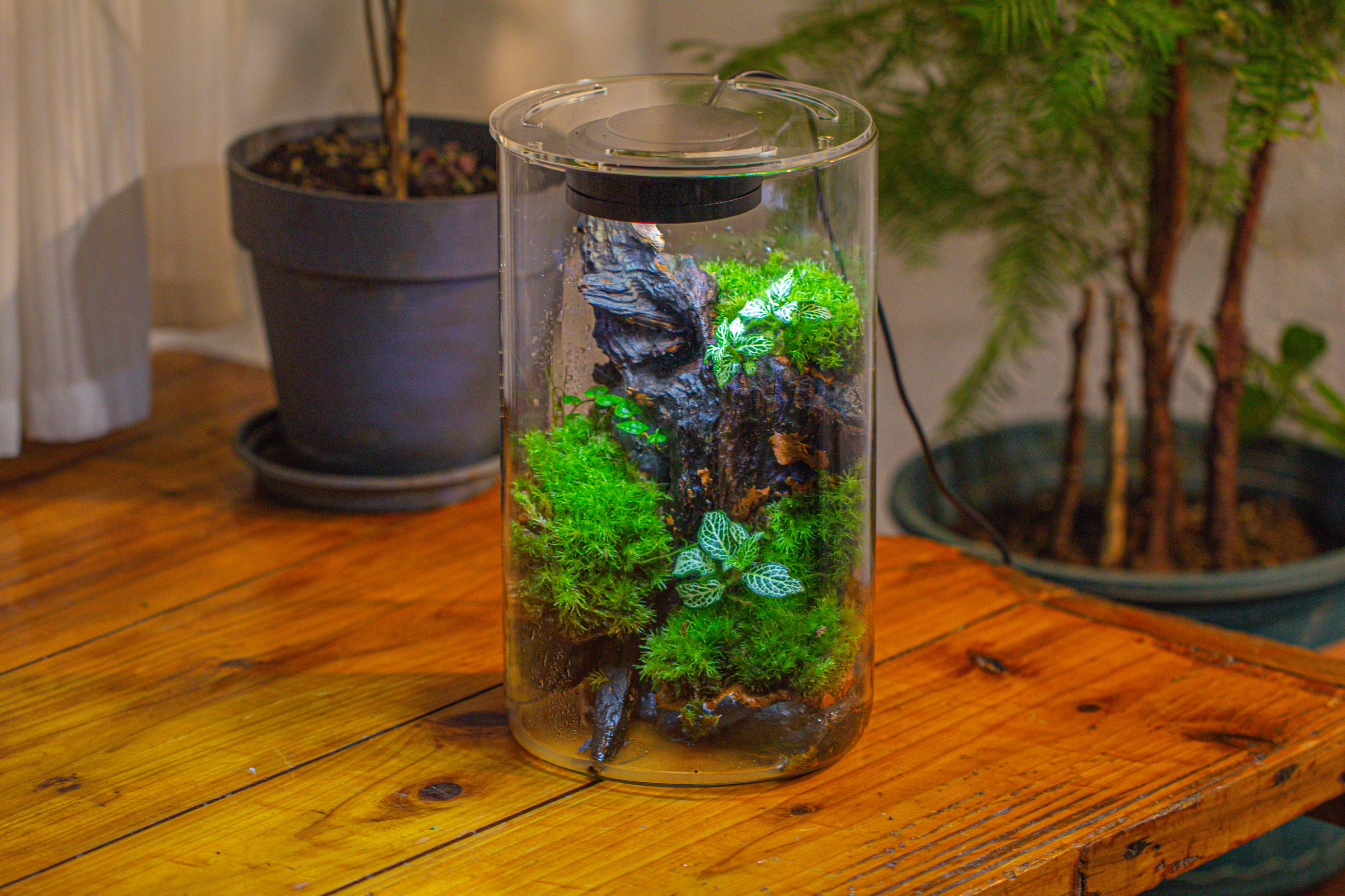 Medium Cylinder Terrarium with LED Grow Lamp, Acrylic Lid Set for Bog, Carnivorous plants -15x25cm - NCYPgarden
