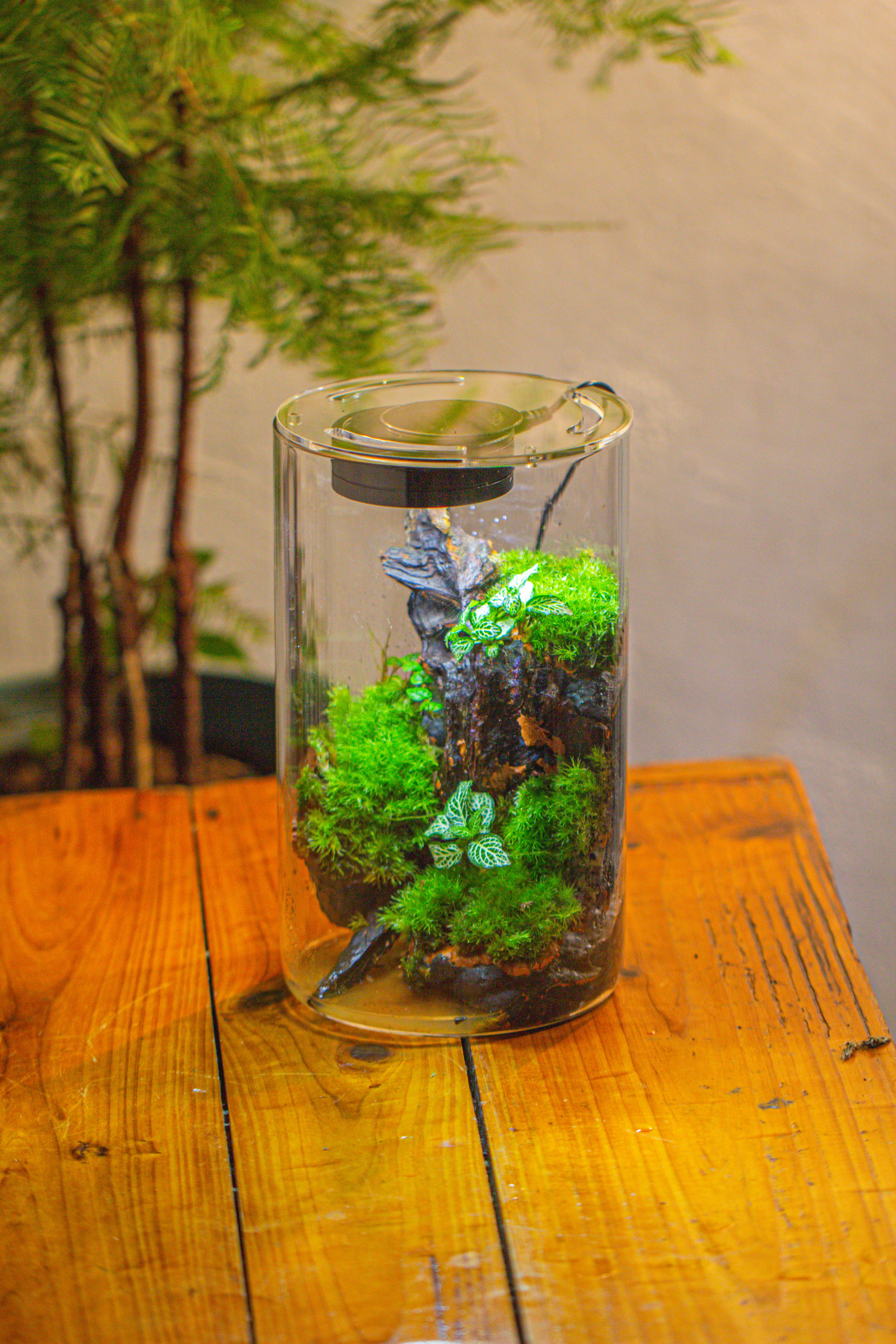 Medium Cylinder Terrarium with LED Grow Lamp, Acrylic Lid Set for Bog, Carnivorous plants -15x25cm - NCYPgarden