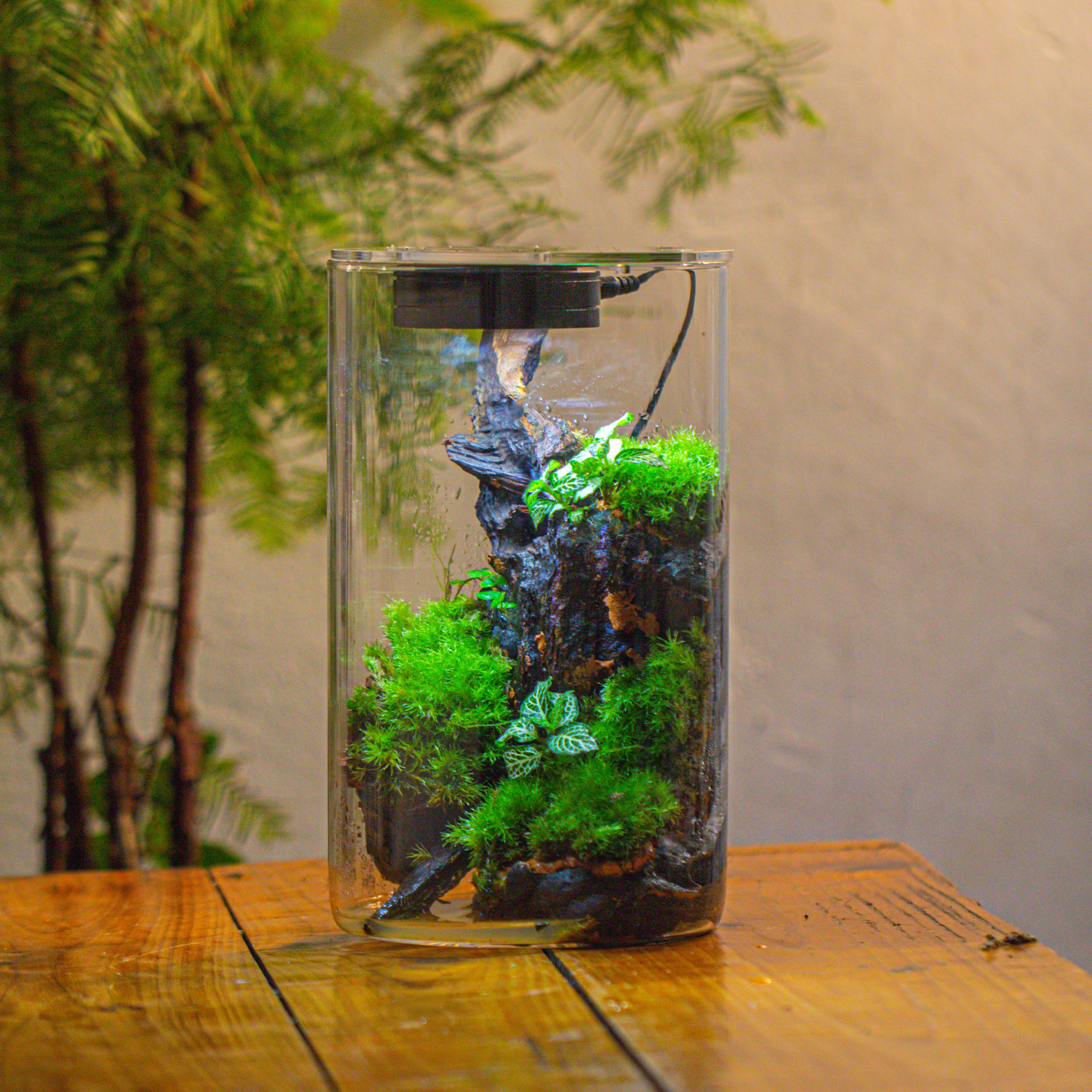 Medium Cylinder Terrarium with LED Grow Lamp, Acrylic Lid Set for Bog, Carnivorous plants -15x25cm - NCYPgarden