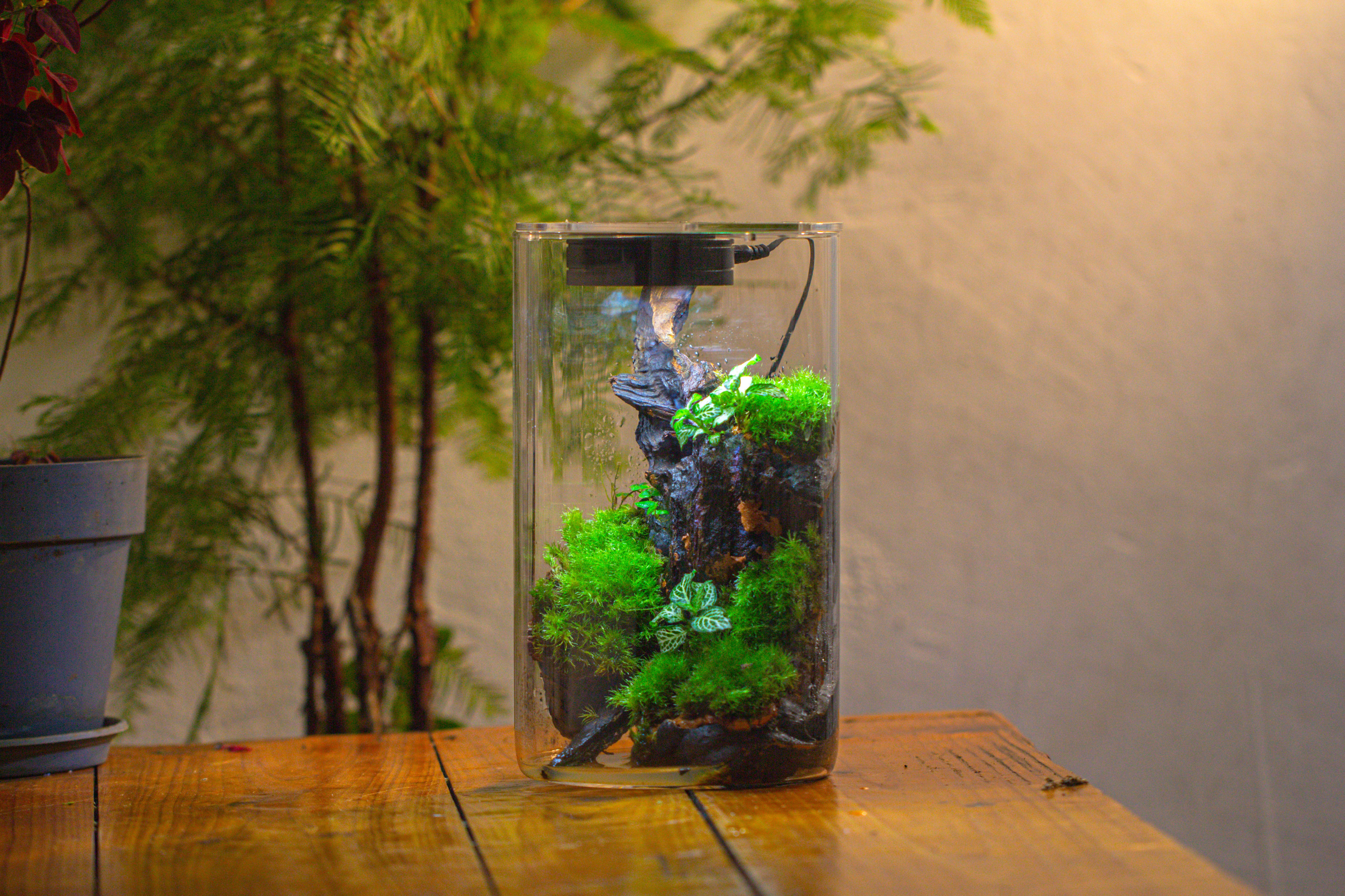 Medium Cylinder Terrarium with LED Grow Lamp, Acrylic Lid Set for Bog, Carnivorous plants -15x25cm - NCYPgarden