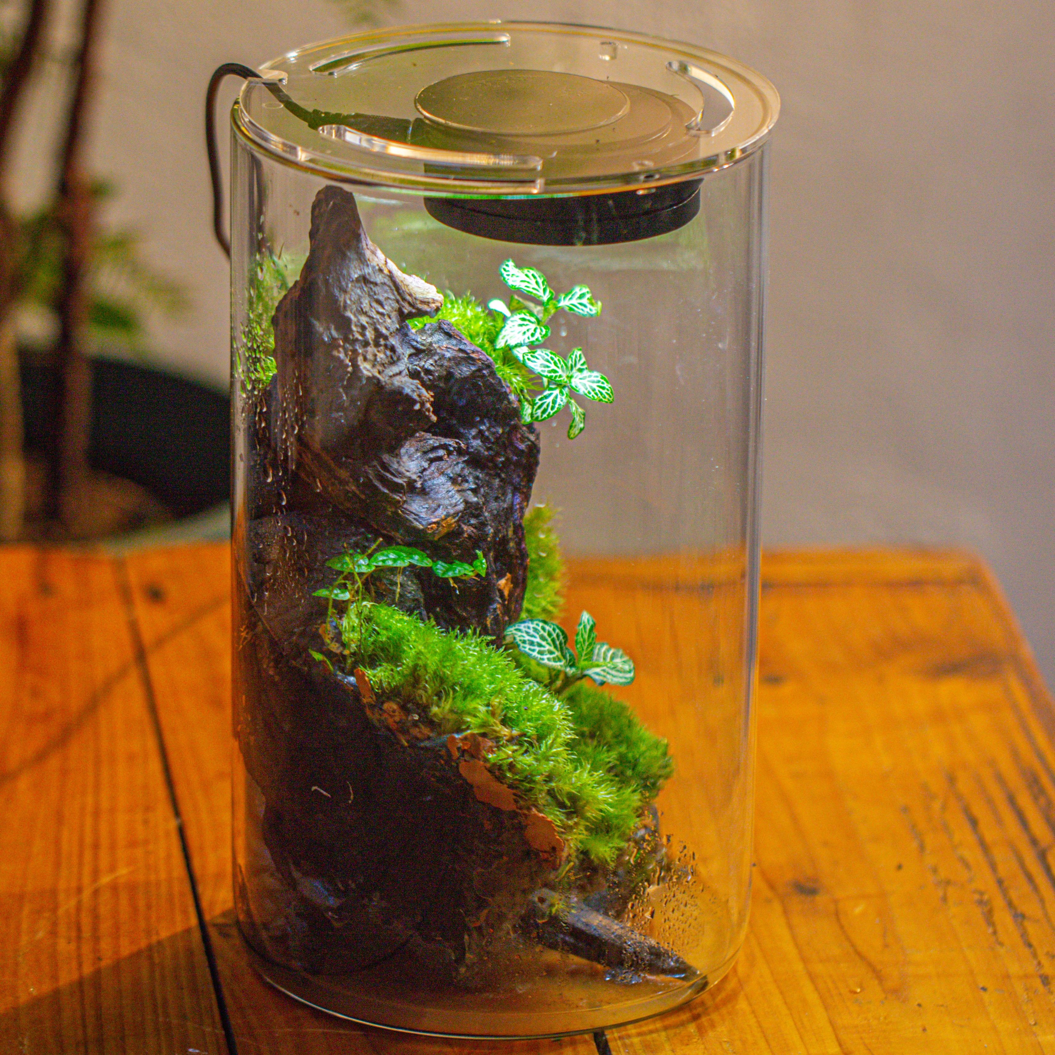 Medium Cylinder Terrarium with LED Grow Lamp, Acrylic Lid Set for Bog, Carnivorous plants -15x25cm - NCYPgarden