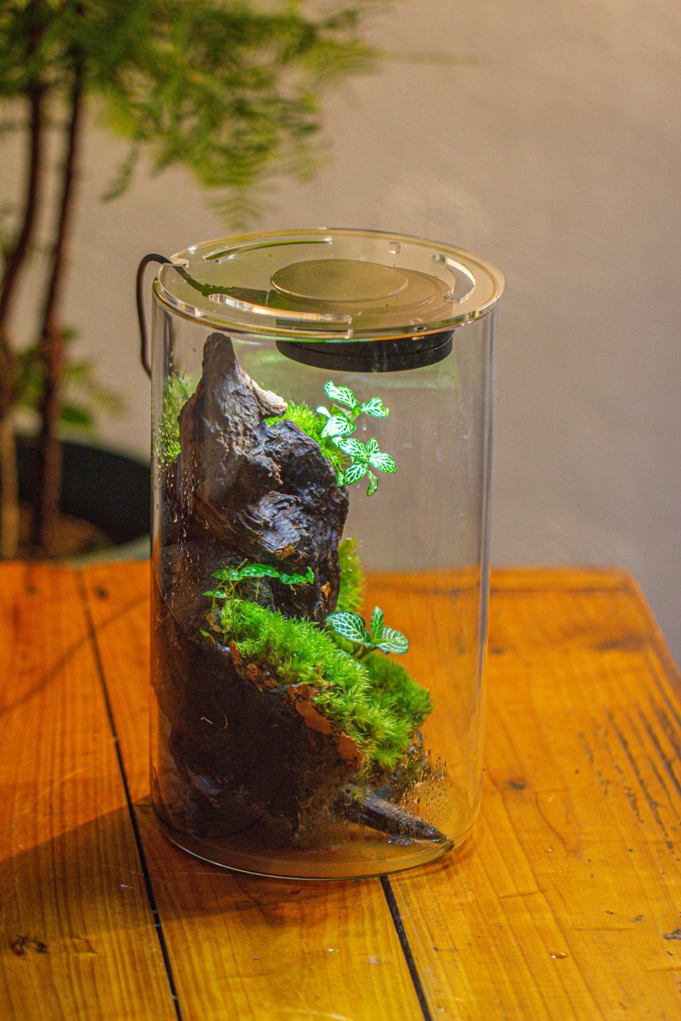 plant terrarium lamp Medium Cylinder Terrarium with LED Grow Lamp, Acrylic Lid Set for Bog, Carnivorous plants -15x25cm