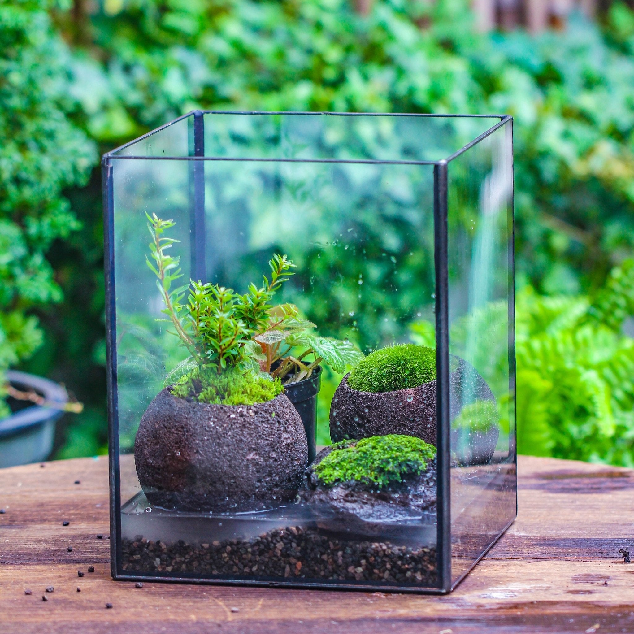 NCYP Watertight Open Geometric Glass Tin Terrarium, for small waterpon ...