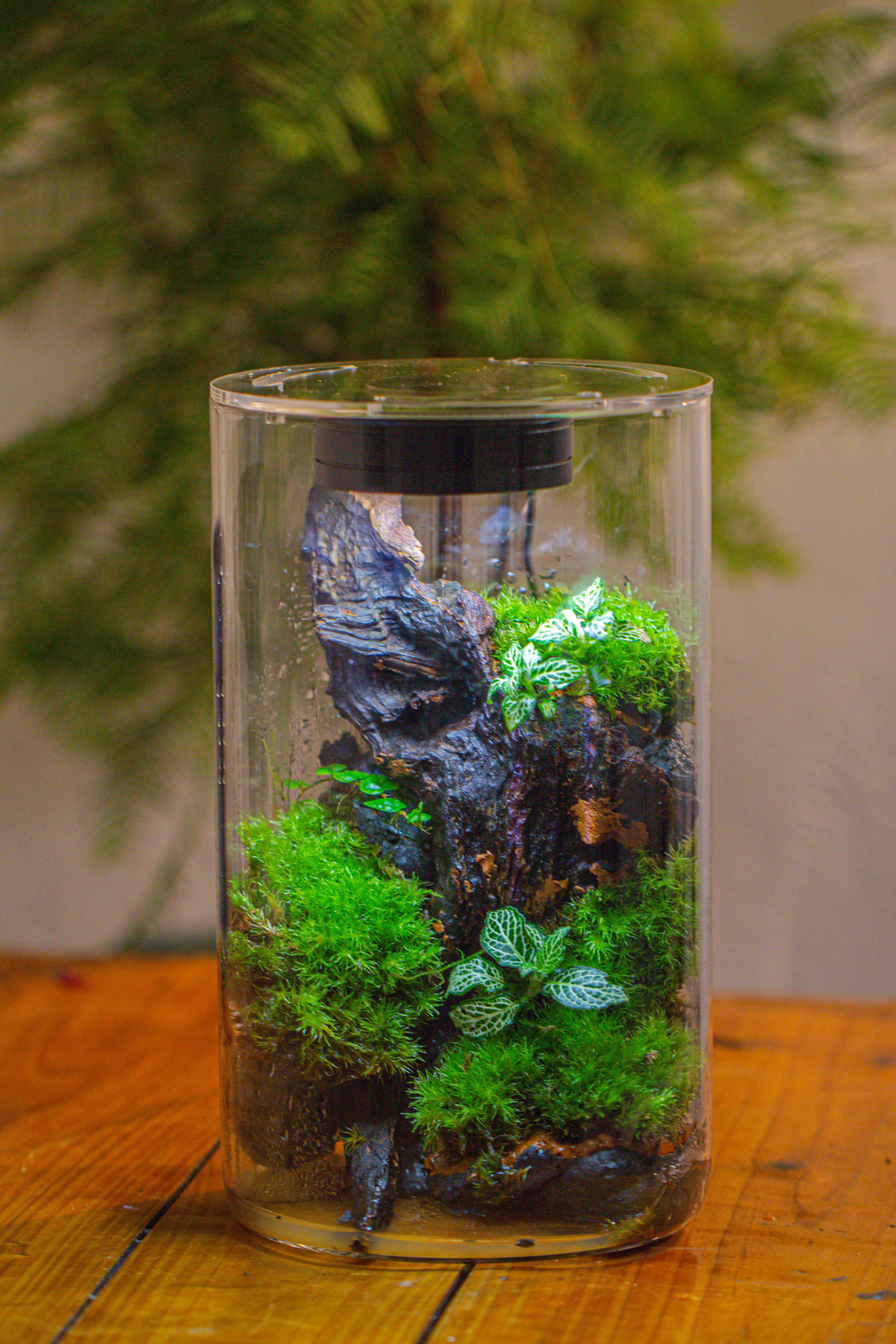 Medium Cylinder Terrarium with LED Grow Lamp, Acrylic Lid Set for Bog, Carnivorous plants -15x25cm - NCYPgarden