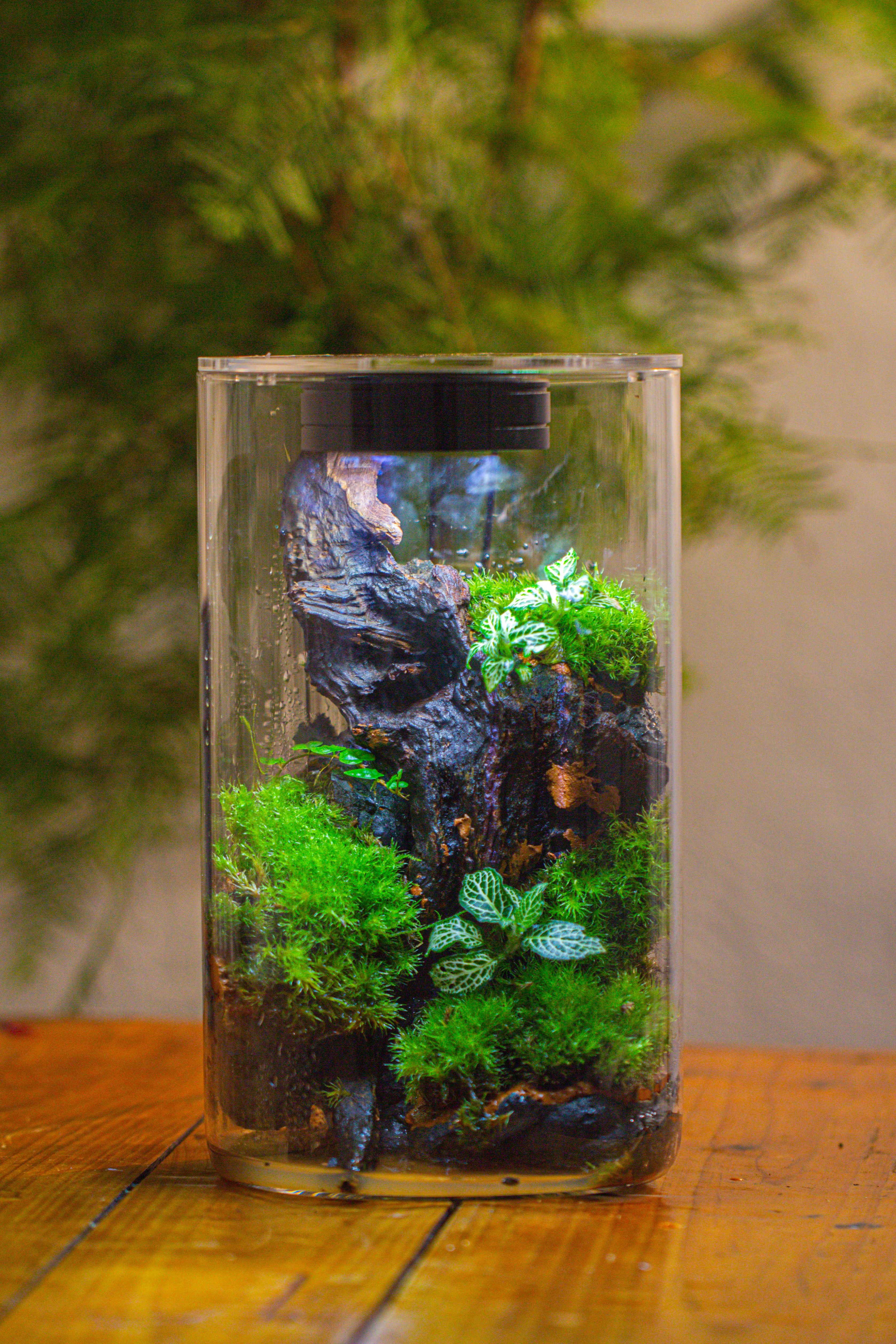 Medium Cylinder Terrarium with LED Grow Lamp, Acrylic Lid Set for Bog, Carnivorous plants -15x25cm - NCYPgarden