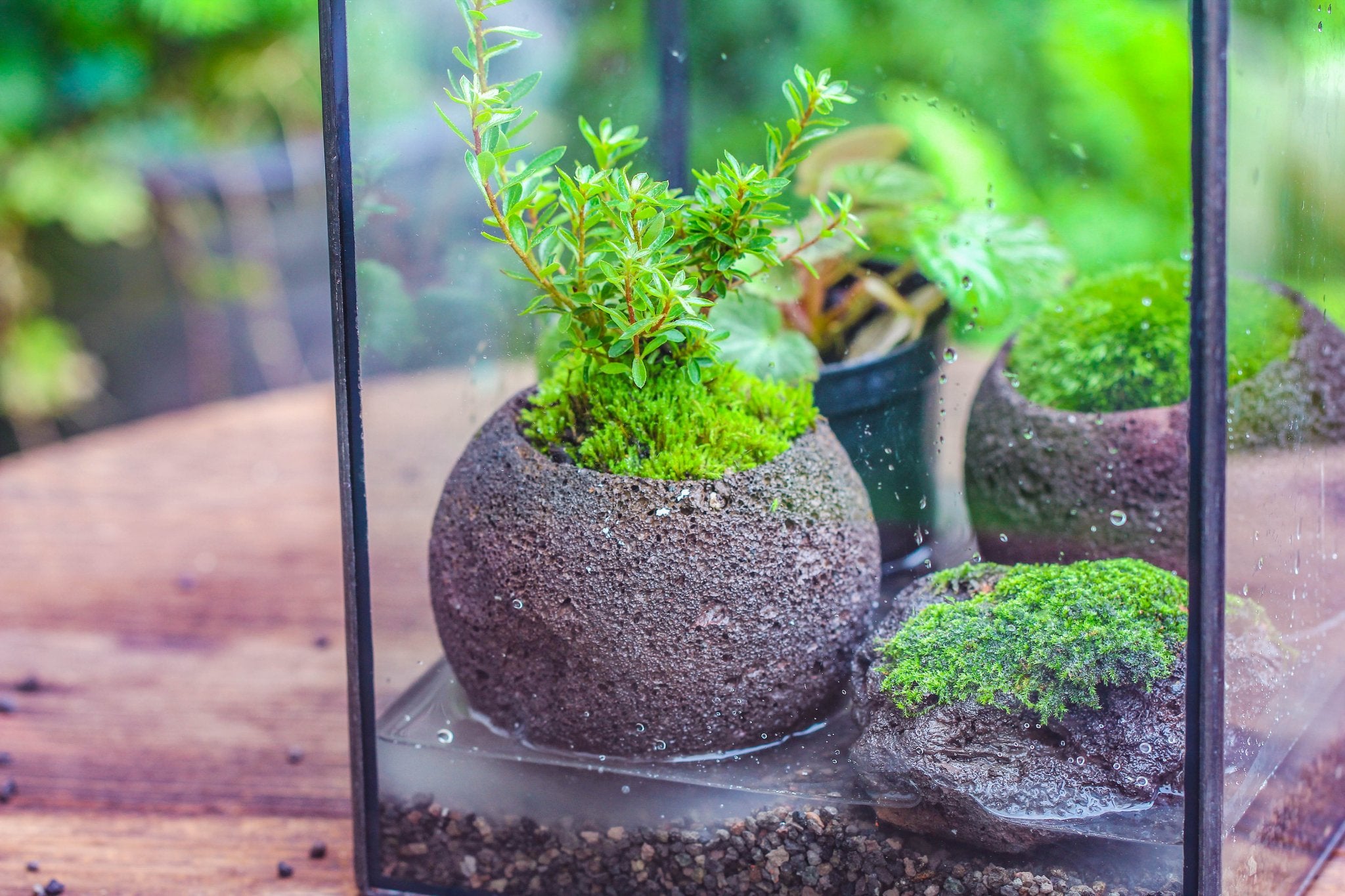 bog plants for terrarium NCYP Watertight Open Geometric Glass Tin Terrarium, for small waterpond, Bog, moss landscape, Water pond, Carnivorous Plants 8 x 8 x 10inches / 20.3*