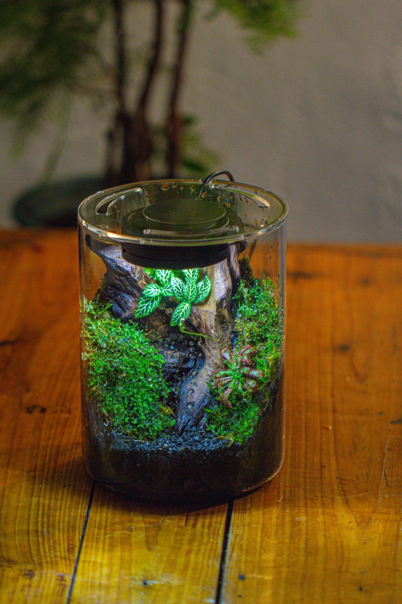 carnivorous plant bog terrarium Small Cylinder Terrarium with LED Grow Lamp, Acrylic Lid Set for Bog, – NCYPgarden