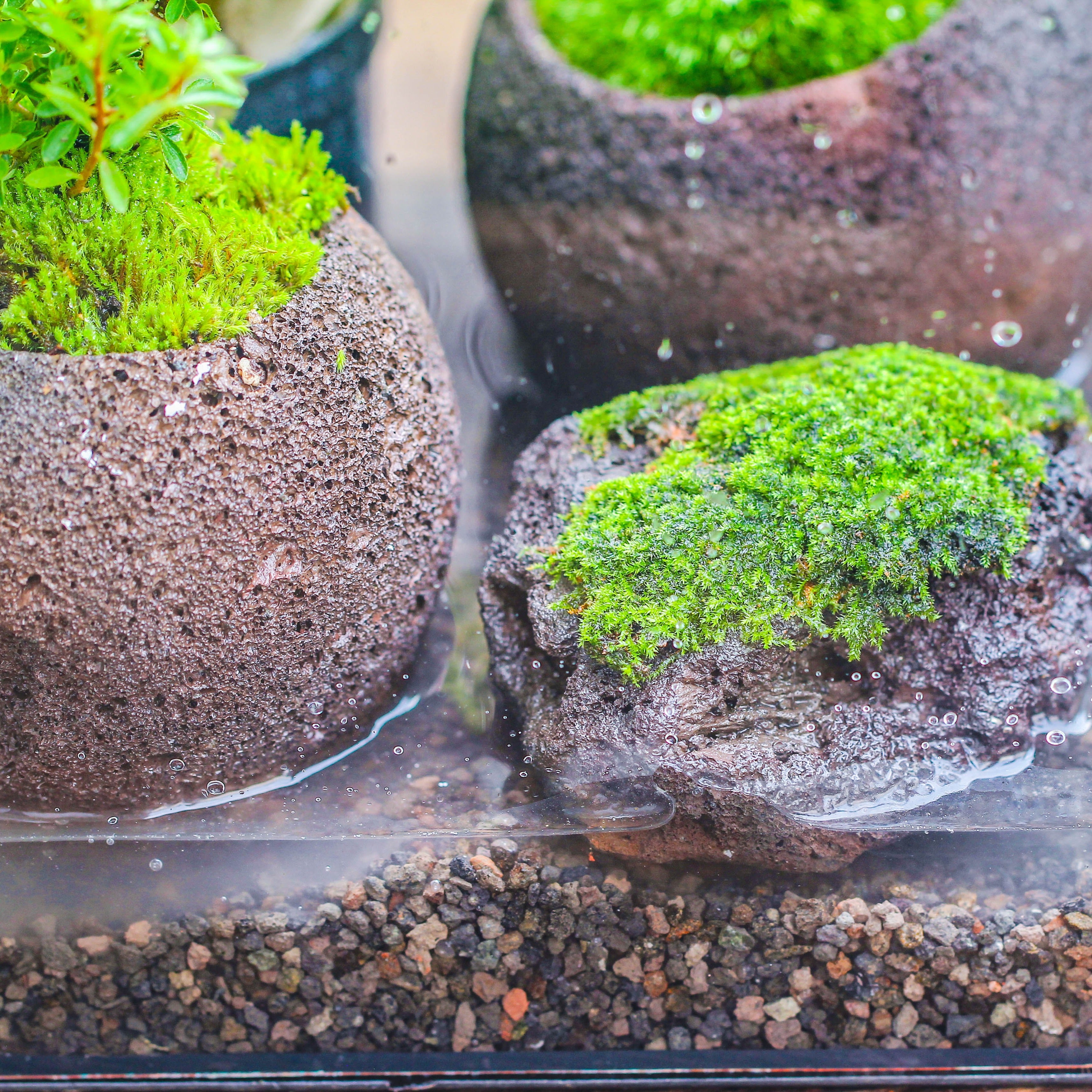 Porous Black Horticultural Lava Rocks, for terrarium drainage control, the bottom layer of the moss terrarium - NCYPgarden