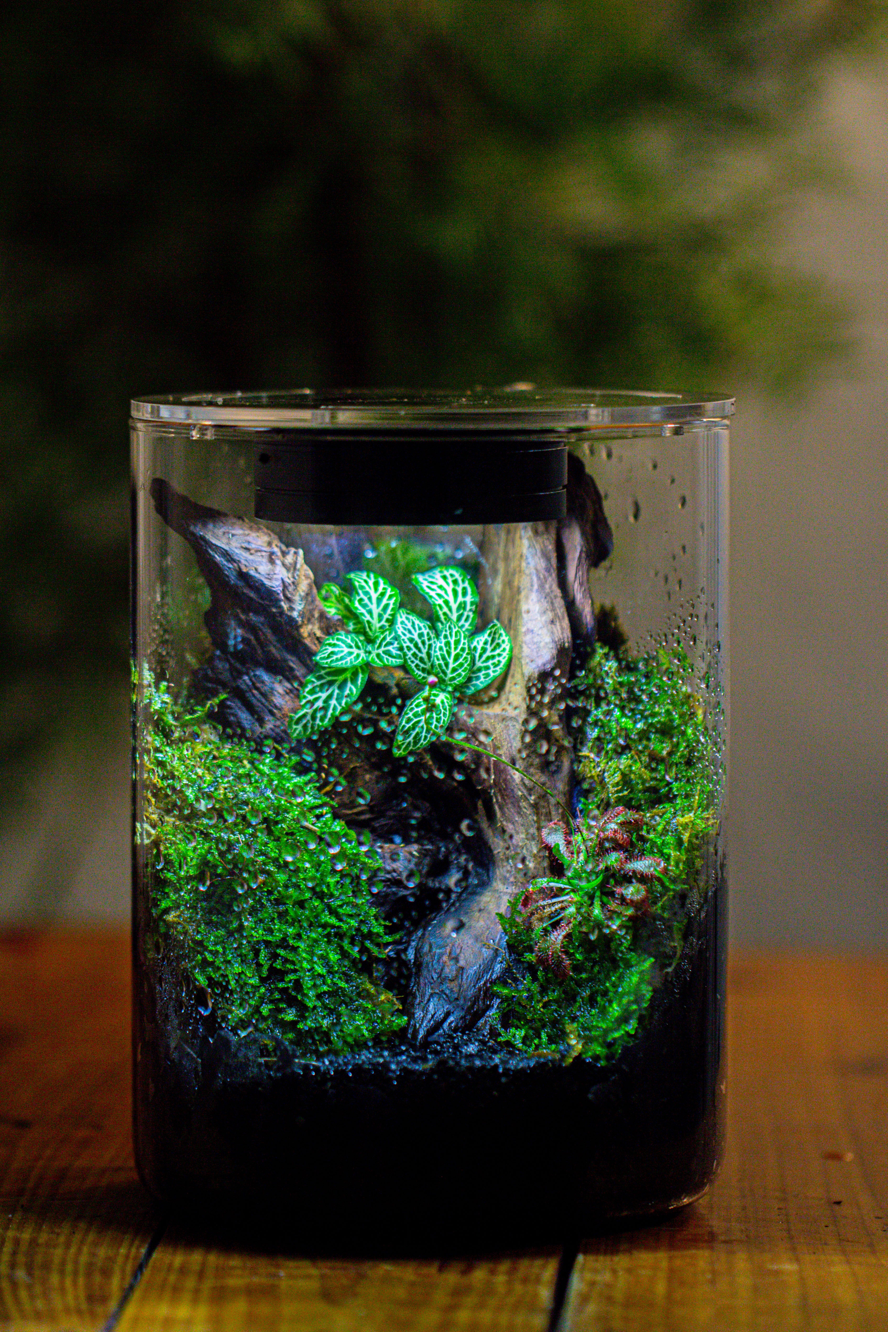 Small Cylinder Terrarium with LED Grow Lamp, Acrylic Lid Set for Bog, Carnivorous plants-15x20cm - NCYPgarden