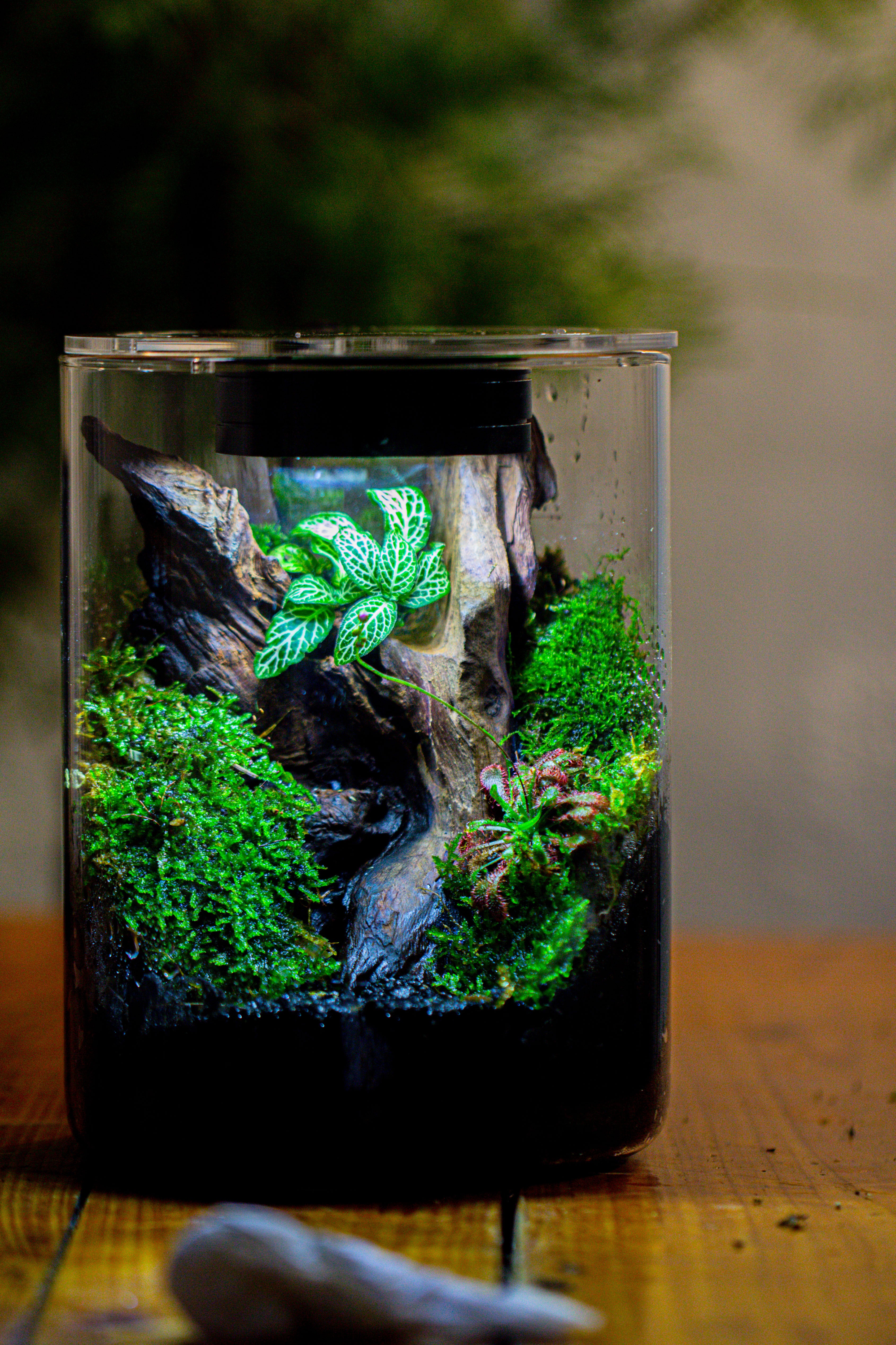 Small Cylinder Terrarium with LED Grow Lamp, Acrylic Lid Set for Bog, Carnivorous plants-15x20cm - NCYPgarden