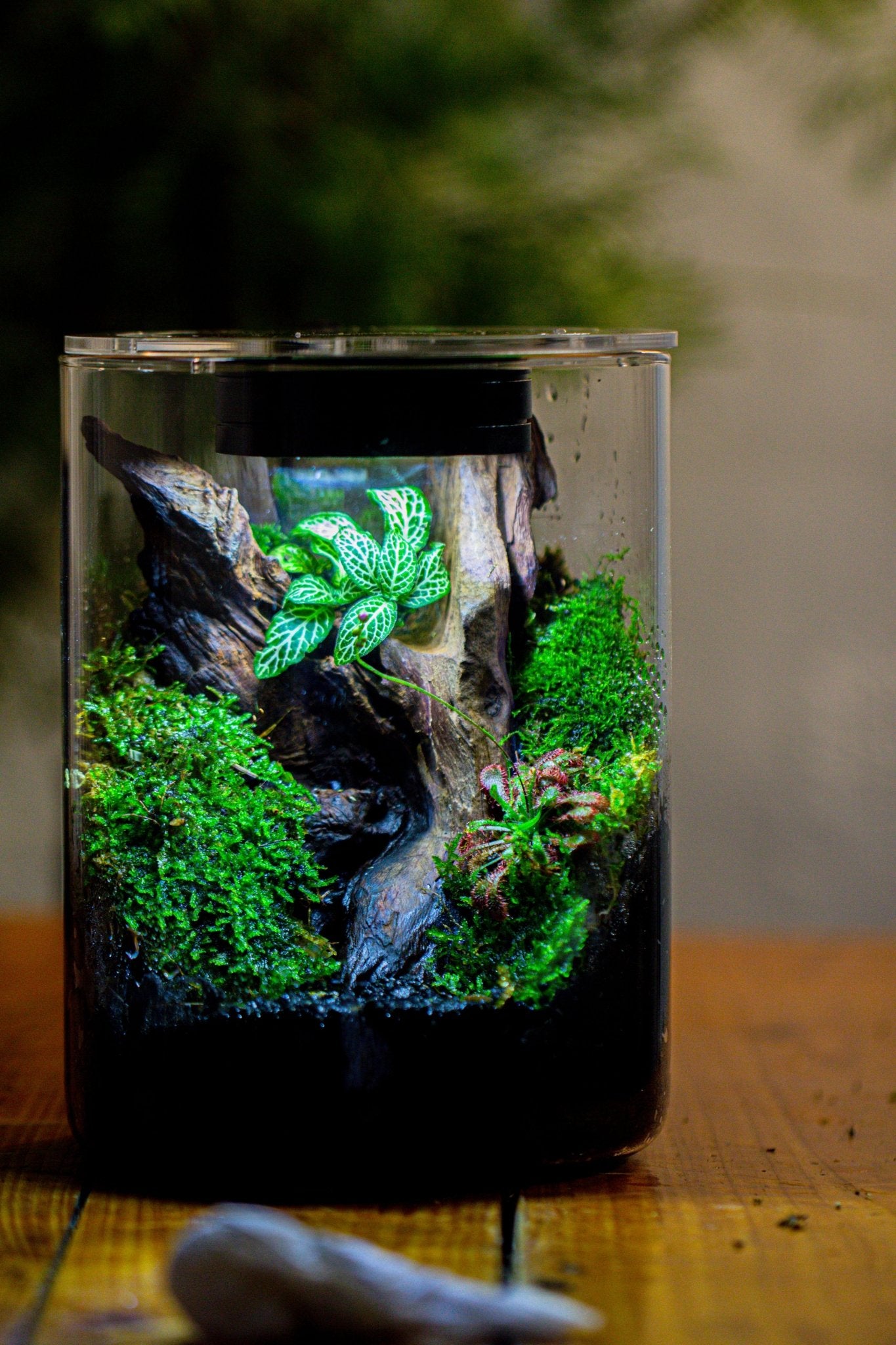 plant terrarium lamp Small Cylinder Terrarium with LED Grow Lamp, Acrylic Lid Set for Bog, Carnivorous plants-15x20cm