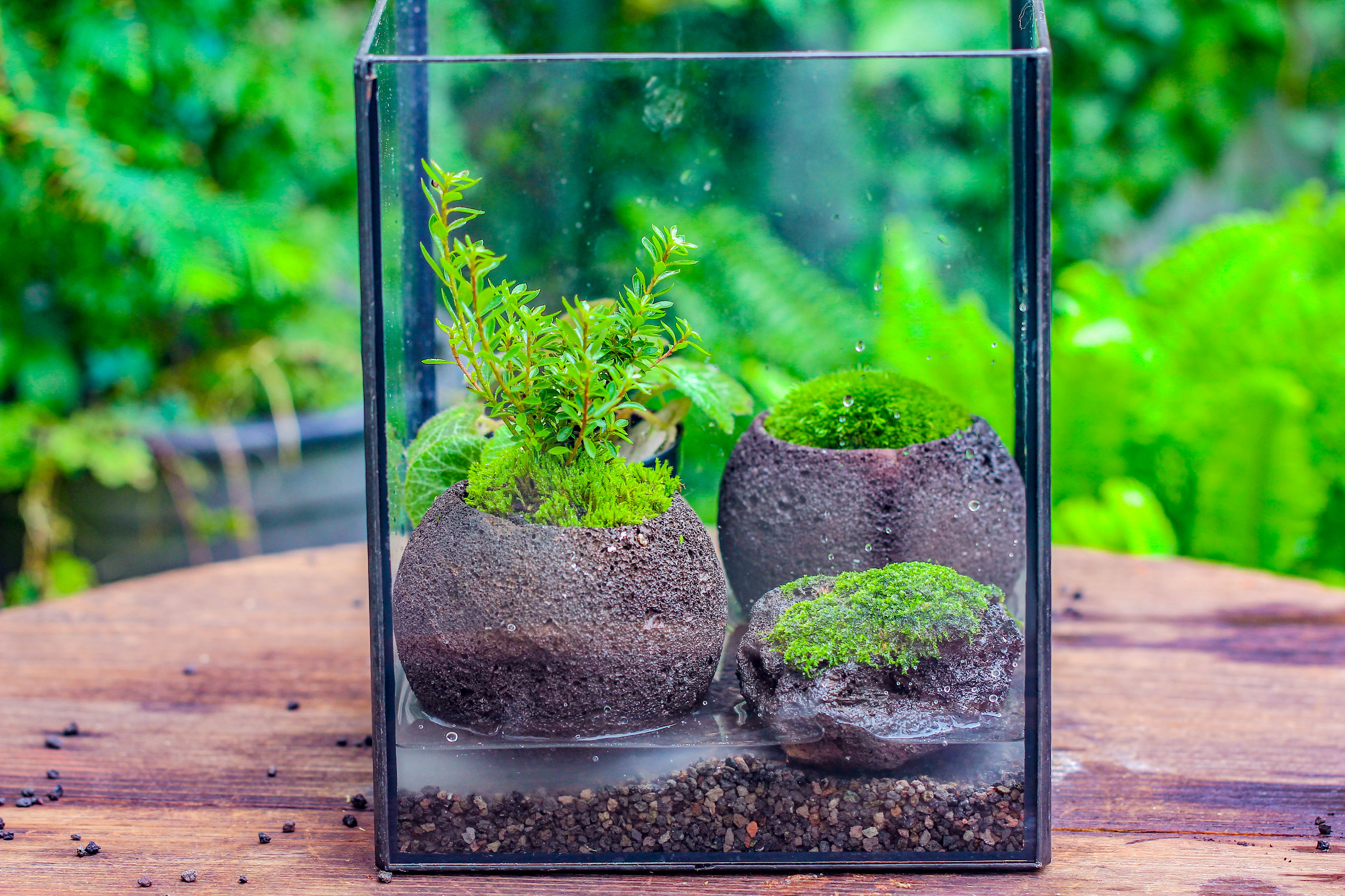 NCYP Watertight Open Geometric Glass Tin Terrarium, for small waterpond, Bog, moss landscape, Water pond, Carnivorous Plants - NCYPgarden