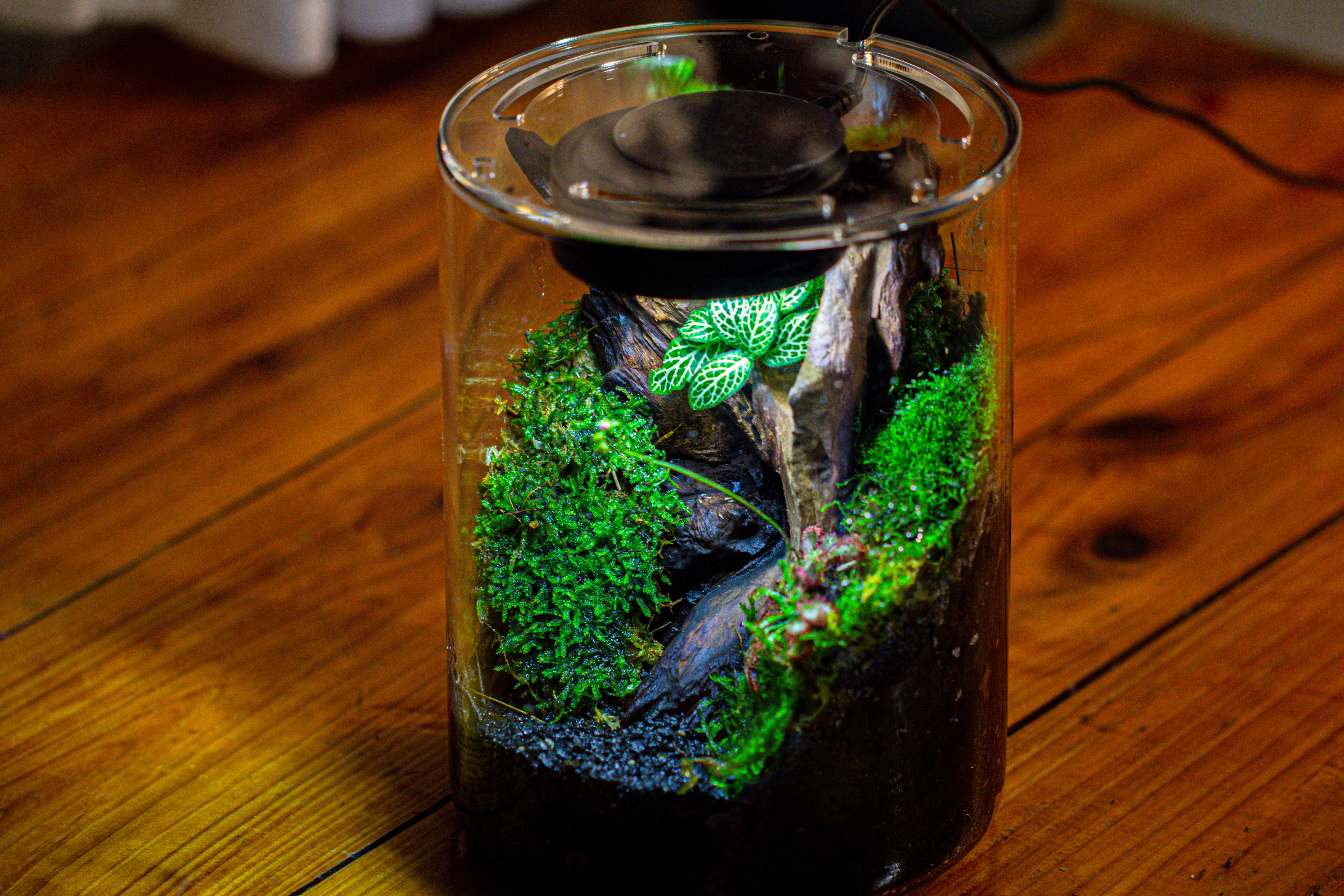 Small Cylinder Terrarium with LED Grow Lamp, Acrylic Lid Set for Bog, Carnivorous plants-15x20cm - NCYPgarden