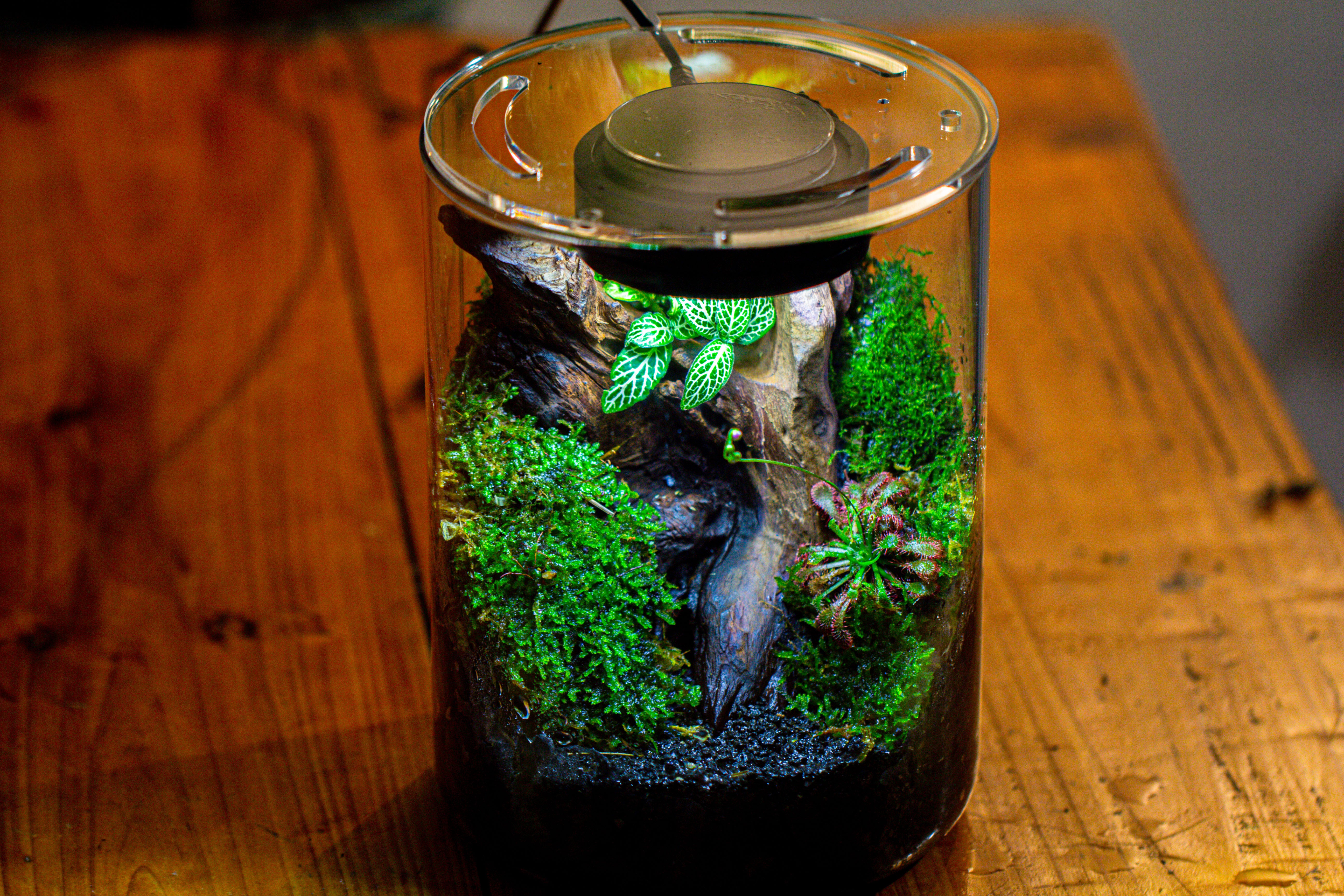 Small Cylinder Terrarium with LED Grow Lamp, Acrylic Lid Set for Bog, Carnivorous plants-15x20cm - NCYPgarden
