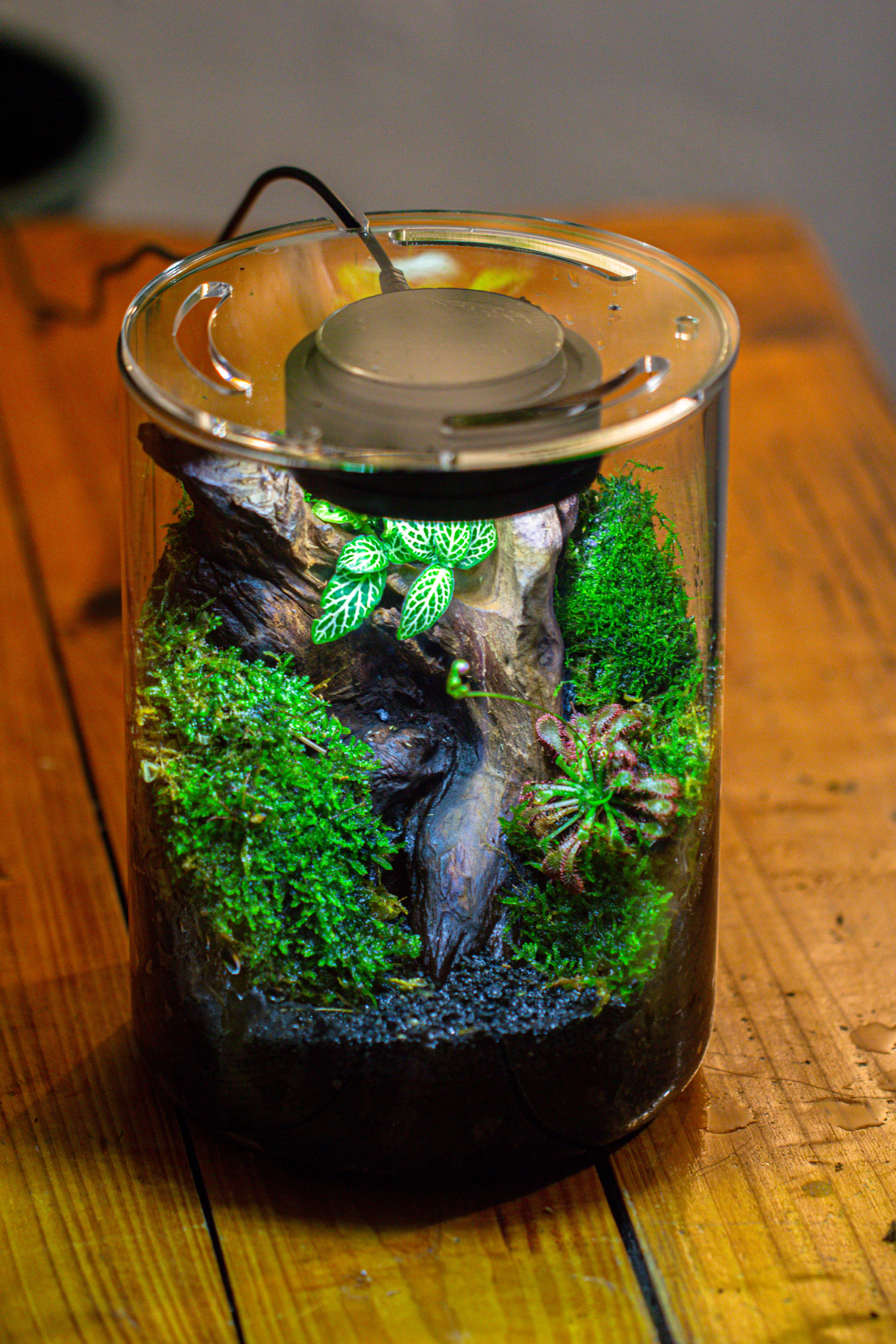 Small Cylinder Terrarium with LED Grow Lamp, Acrylic Lid Set for Bog, Carnivorous plants-15x20cm - NCYPgarden