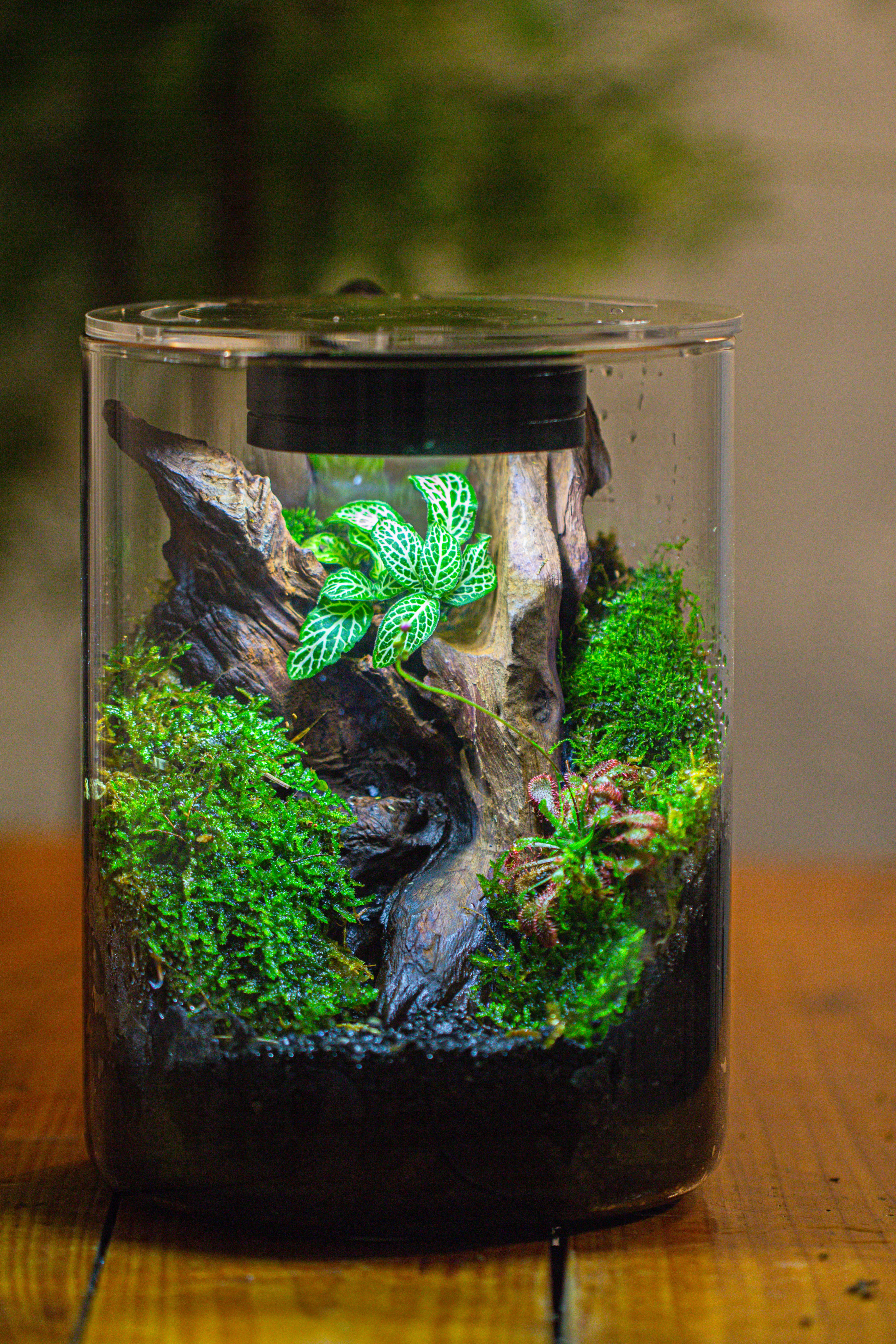 Small Cylinder Terrarium with LED Grow Lamp, Acrylic Lid Set for Bog, Carnivorous plants-15x20cm - NCYPgarden