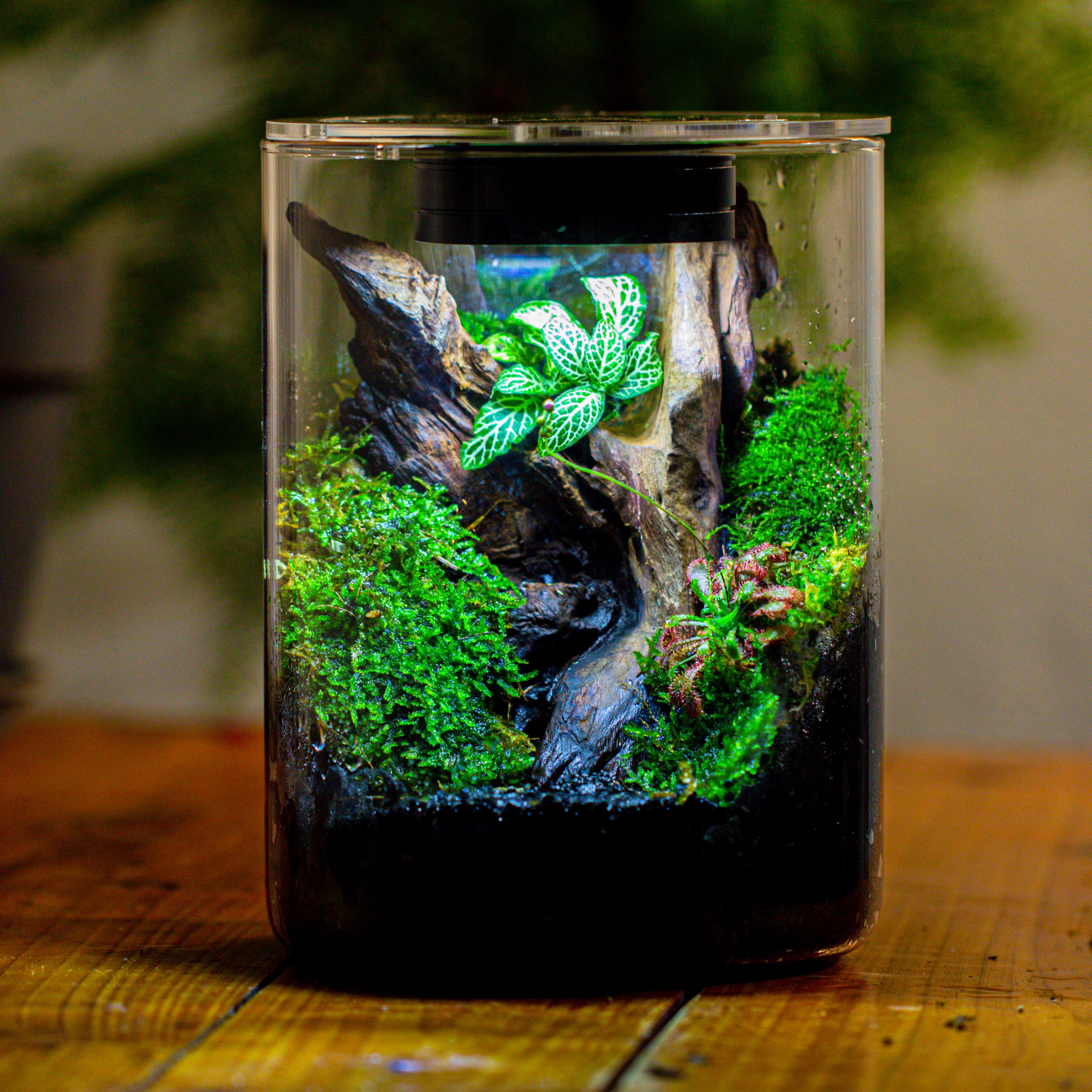 Small Cylinder Terrarium with LED Grow Lamp, Acrylic Lid Set for Bog, Carnivorous plants-15x20cm - NCYPgarden