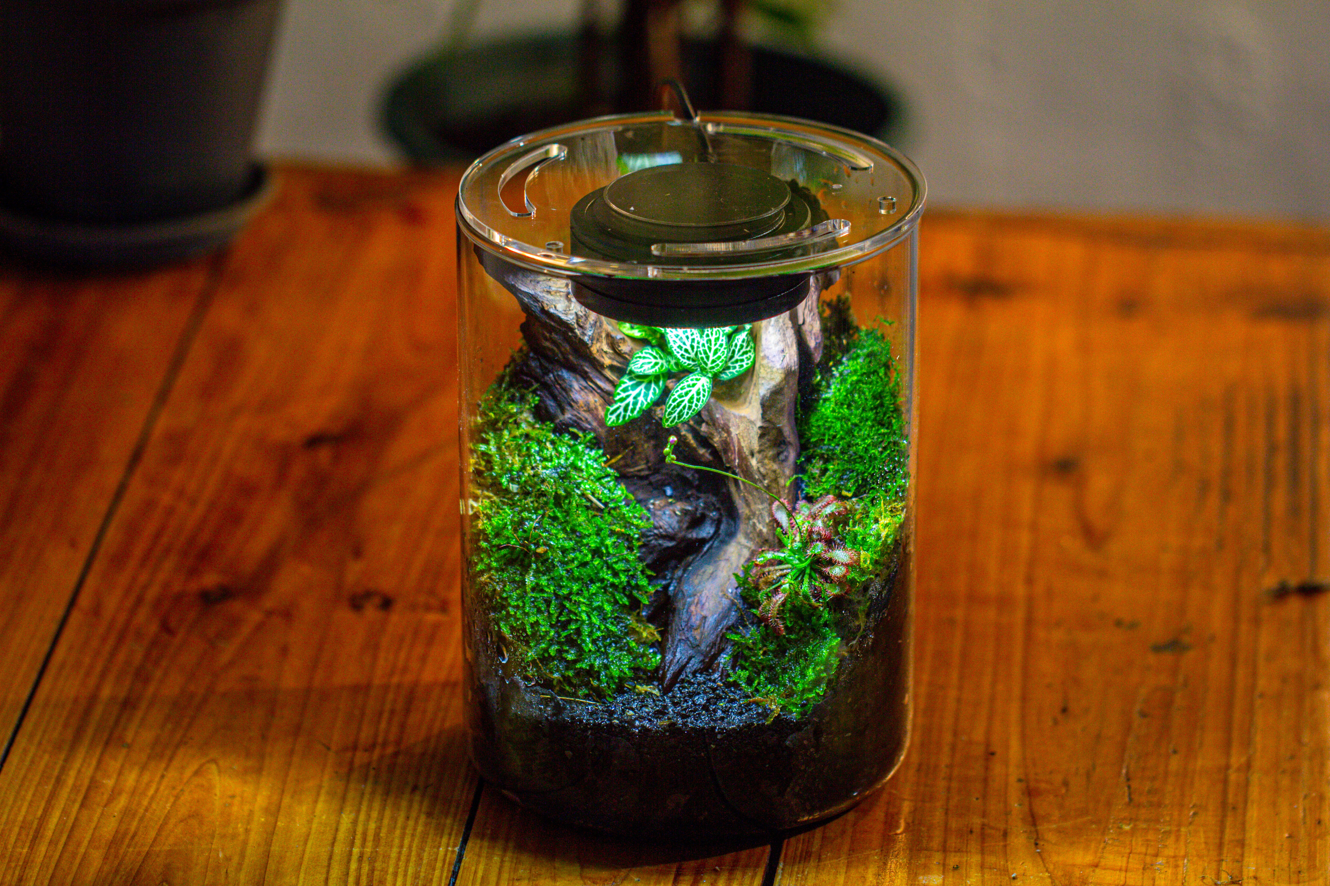 Small Cylinder Terrarium with LED Grow Lamp, Acrylic Lid Set for Bog, Carnivorous plants-15x20cm - NCYPgarden