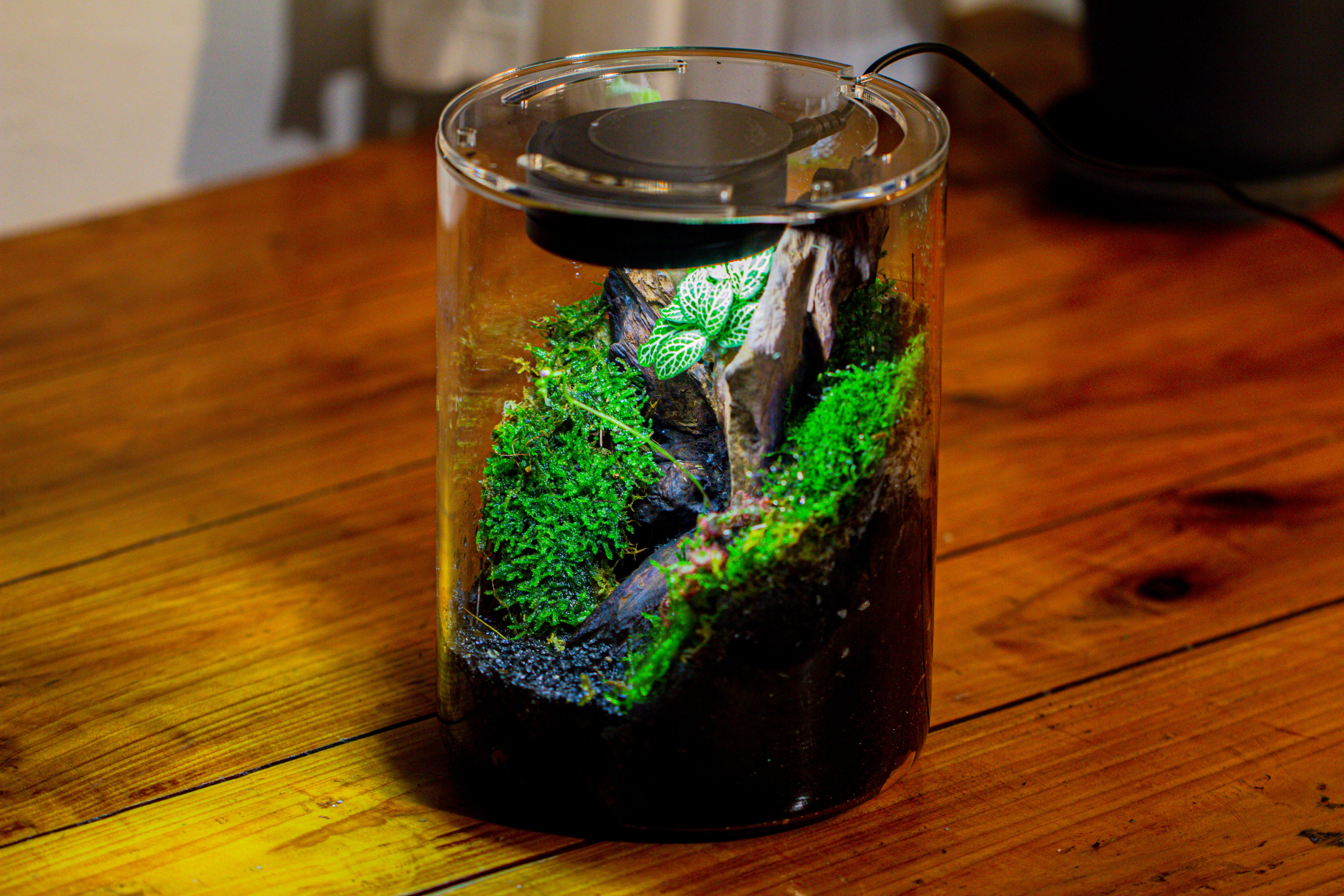 Small Cylinder Terrarium with LED Grow Lamp, Acrylic Lid Set for Bog, Carnivorous plants-15x20cm - NCYPgarden