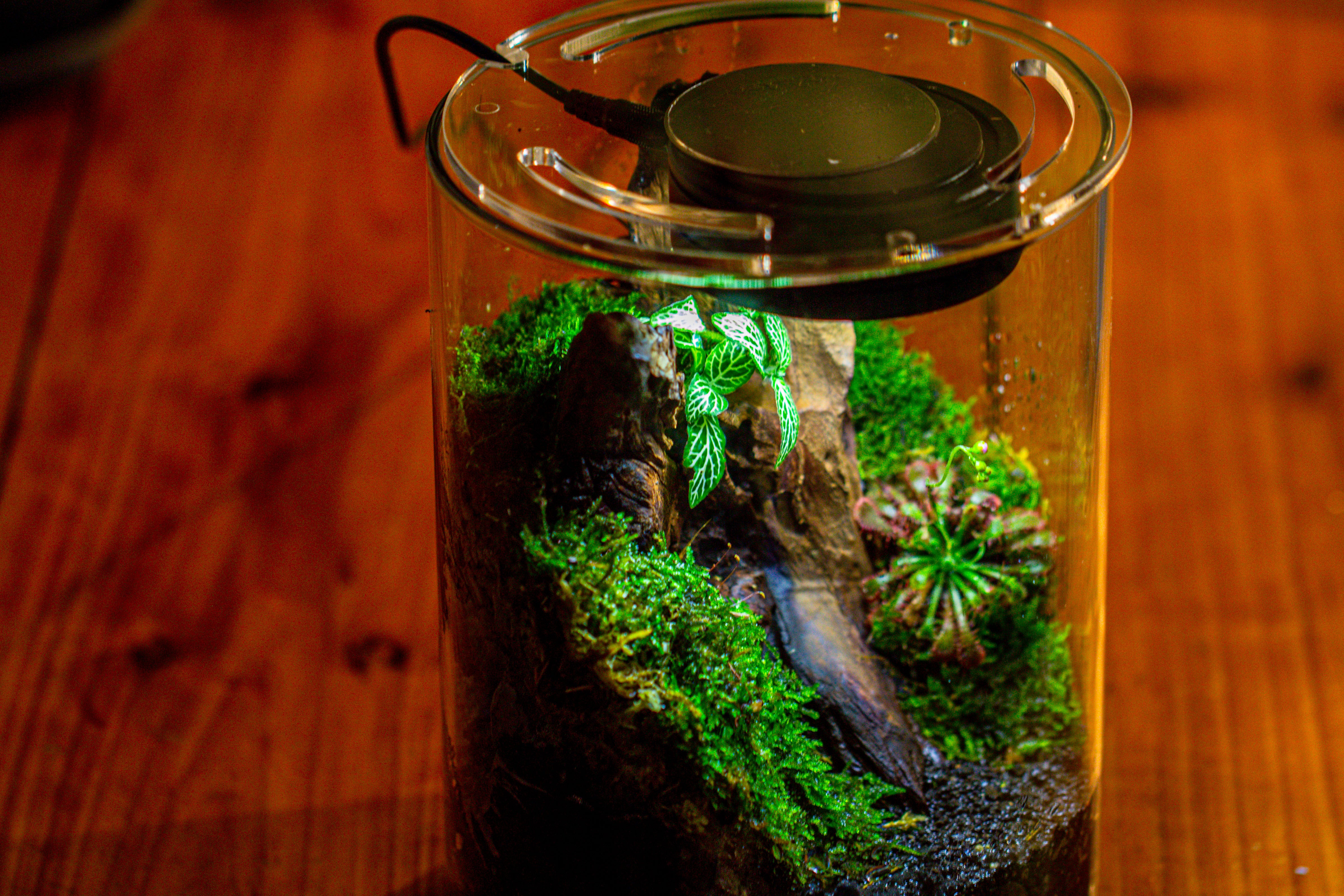 Small Cylinder Terrarium with LED Grow Lamp, Acrylic Lid Set for Bog, Carnivorous plants-15x20cm - NCYPgarden