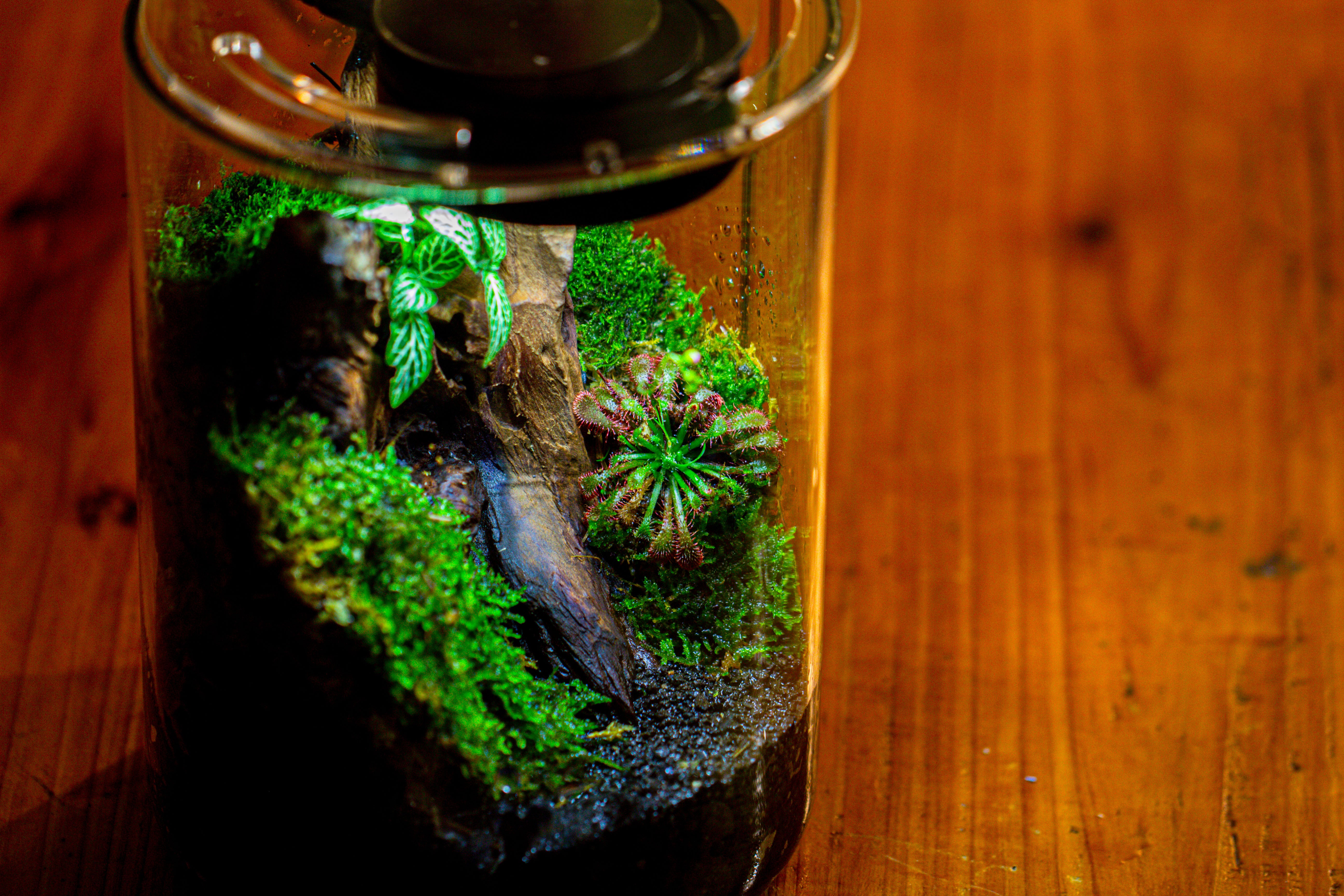 Small Cylinder Terrarium with LED Grow Lamp, Acrylic Lid Set for Bog, Carnivorous plants-15x20cm - NCYPgarden