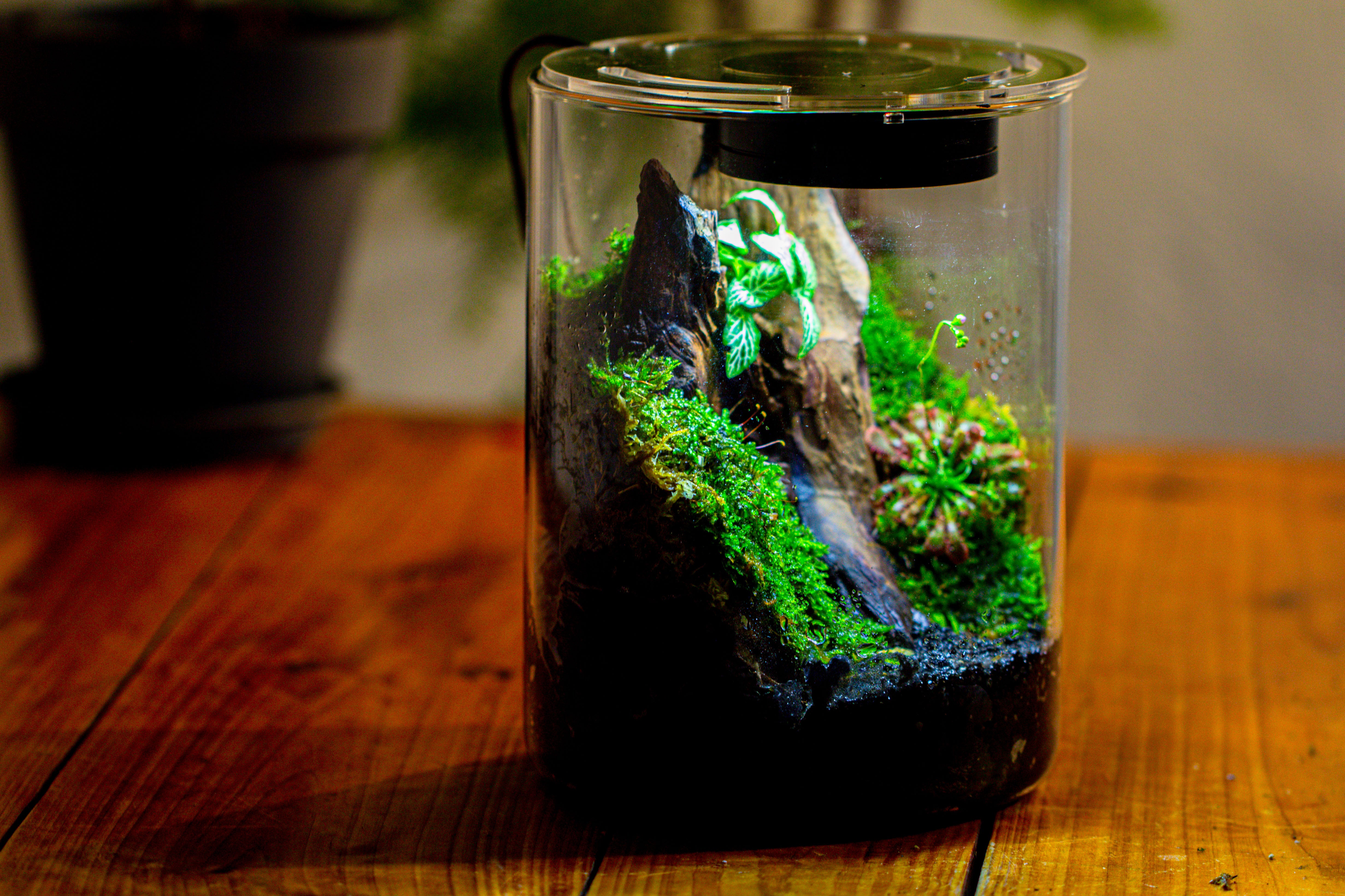 Small Cylinder Terrarium with LED Grow Lamp, Acrylic Lid Set for Bog, Carnivorous plants-15x20cm - NCYPgarden