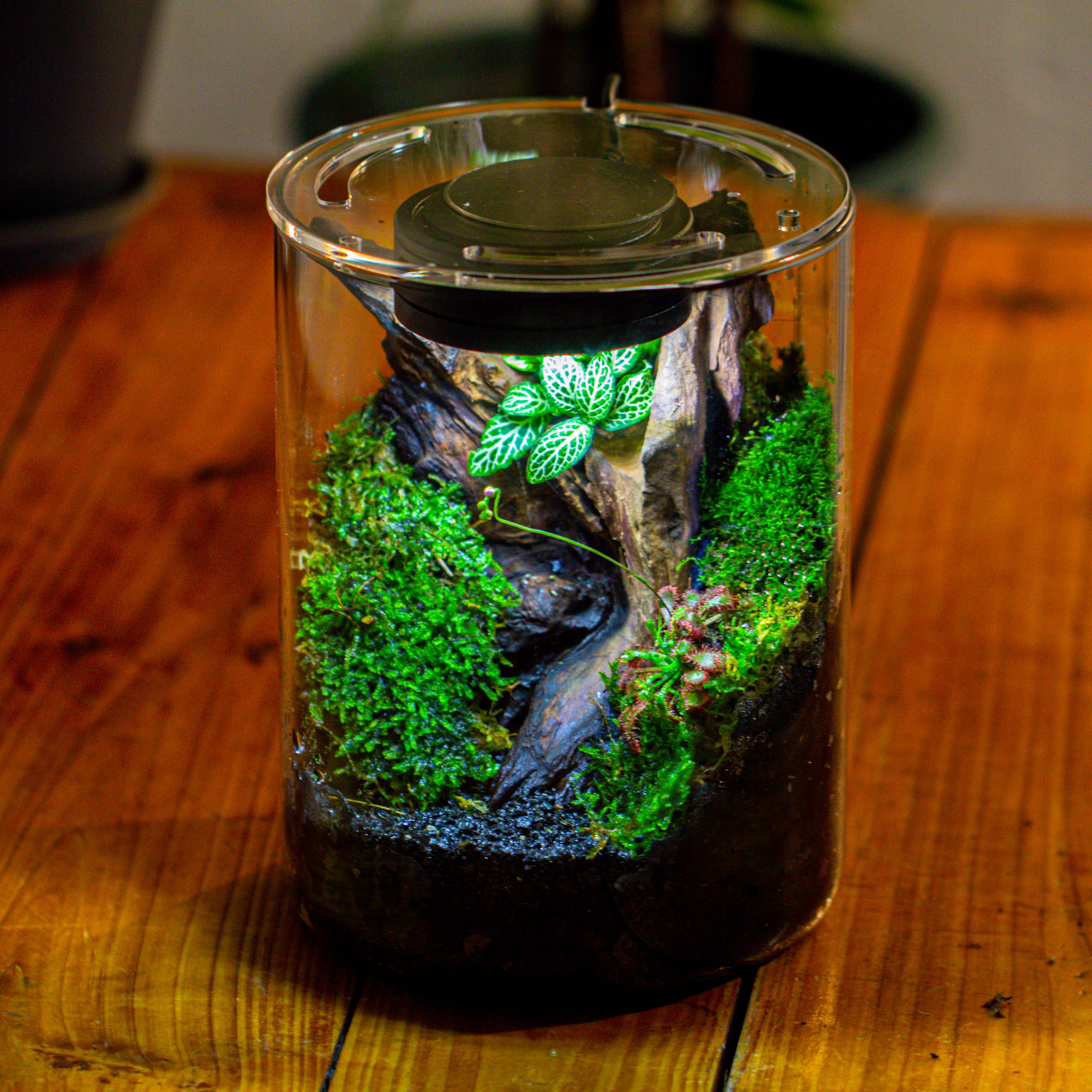 Small Cylinder Terrarium with LED Grow Lamp, Acrylic Lid Set for Bog, Carnivorous plants-15x20cm - NCYPgarden
