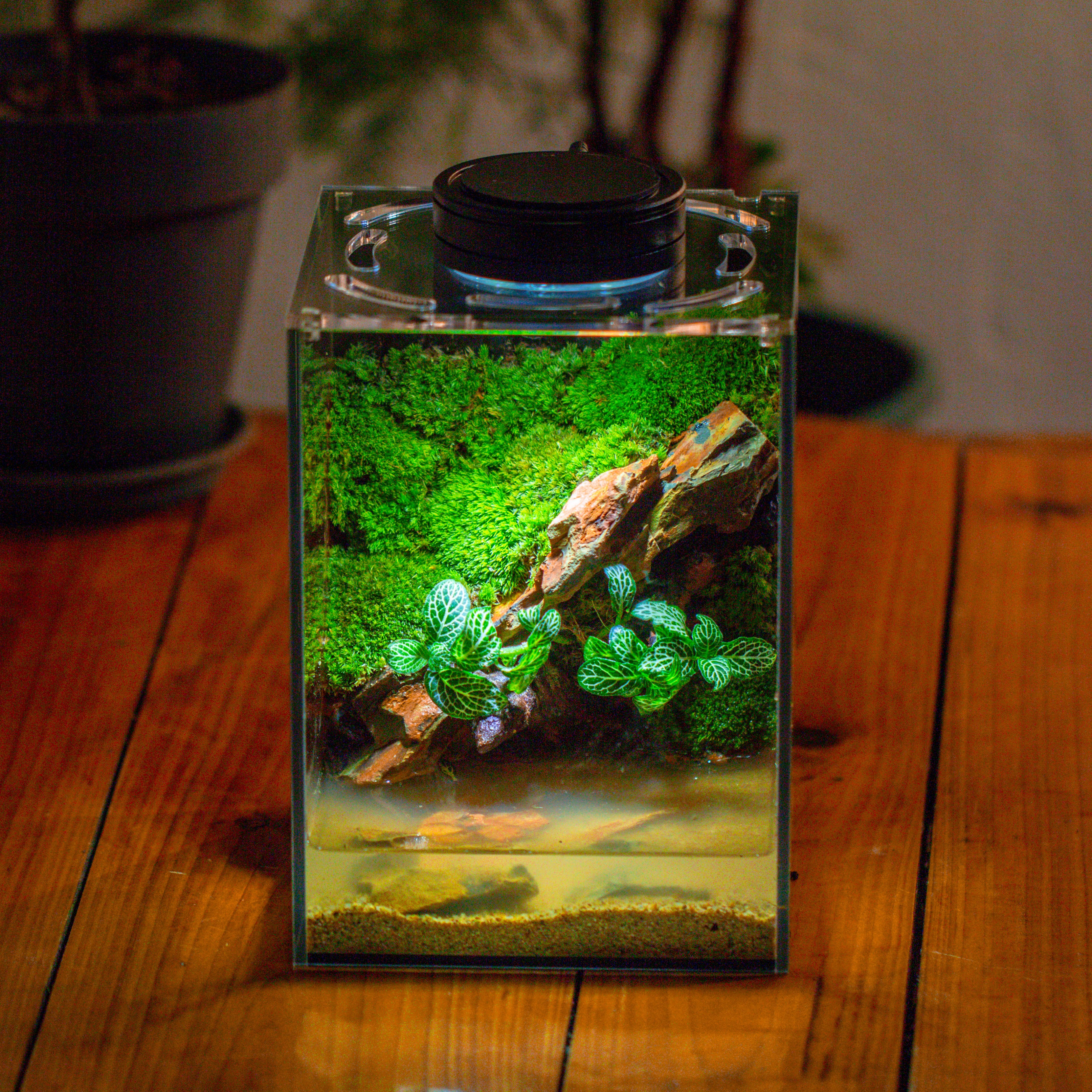 Watertight Glass Terrarium with LED Grow Light, Acrylic Lid for Moss Wall, vertical planting -15x15x20cm / 5.9x5.9x7.8 - NCYPgarden